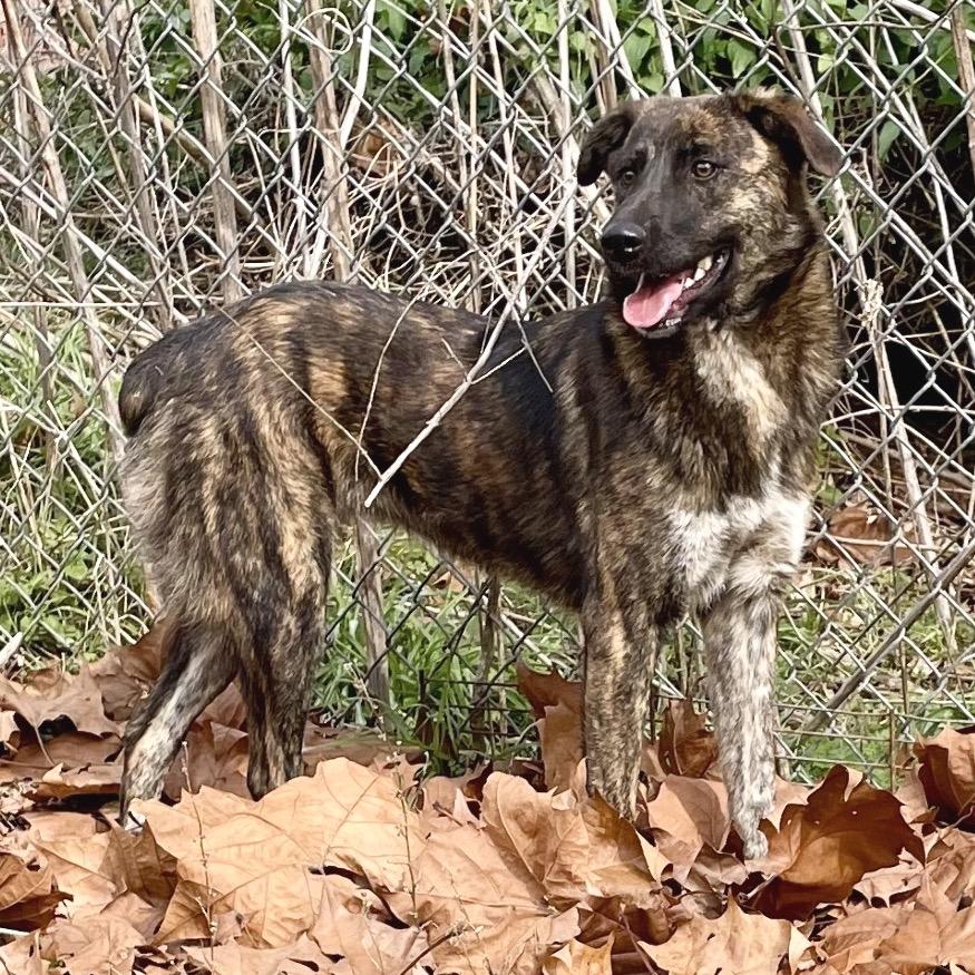 Enlarge Timber, a Adoptable mixed breed in Livingston, TX image 3/6