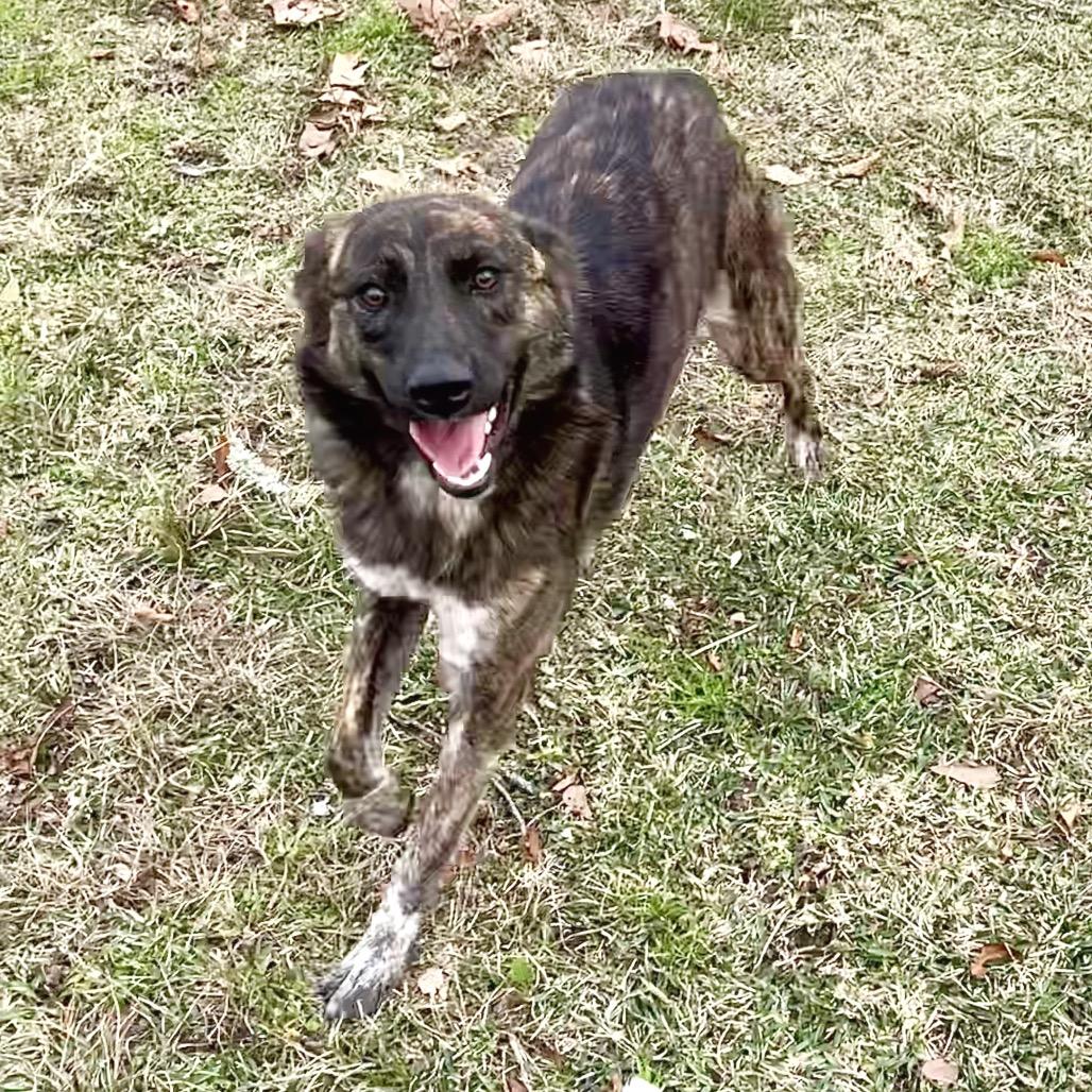 Enlarge Timber, a Adoptable mixed breed in Livingston, TX image 4/6