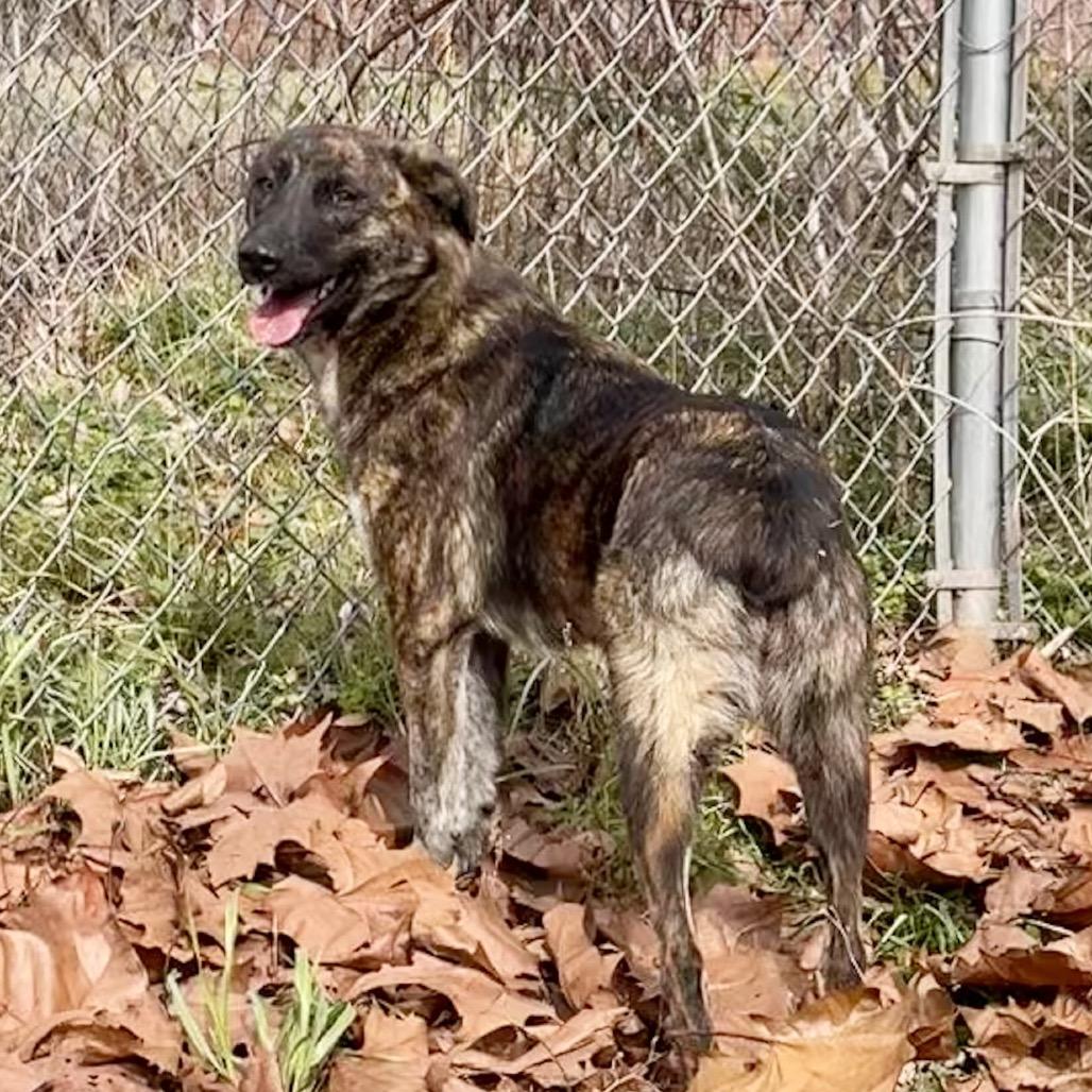 Enlarge Timber, a Adoptable mixed breed in Livingston, TX image 5/6