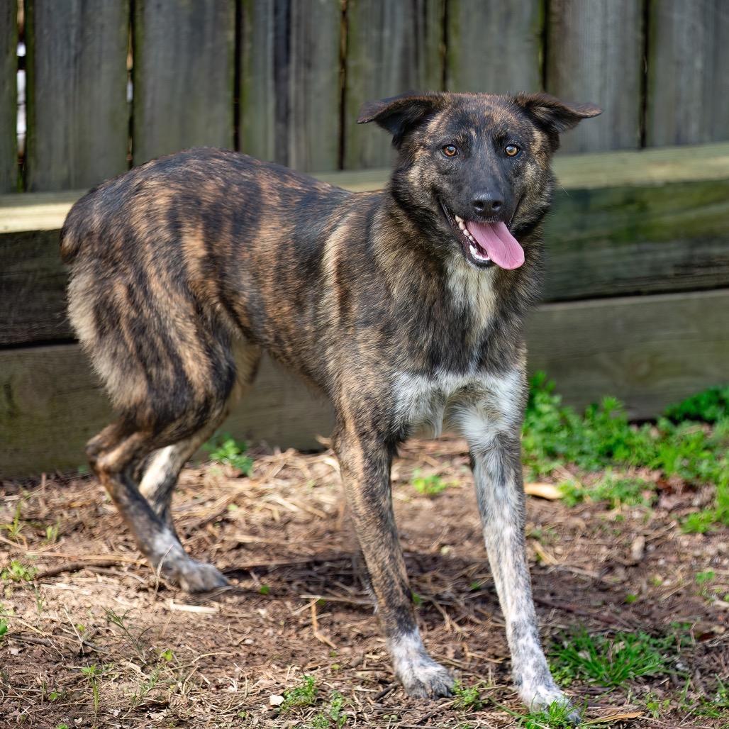 Enlarge Timber, a Adoptable mixed breed in Livingston, TX image 6/6