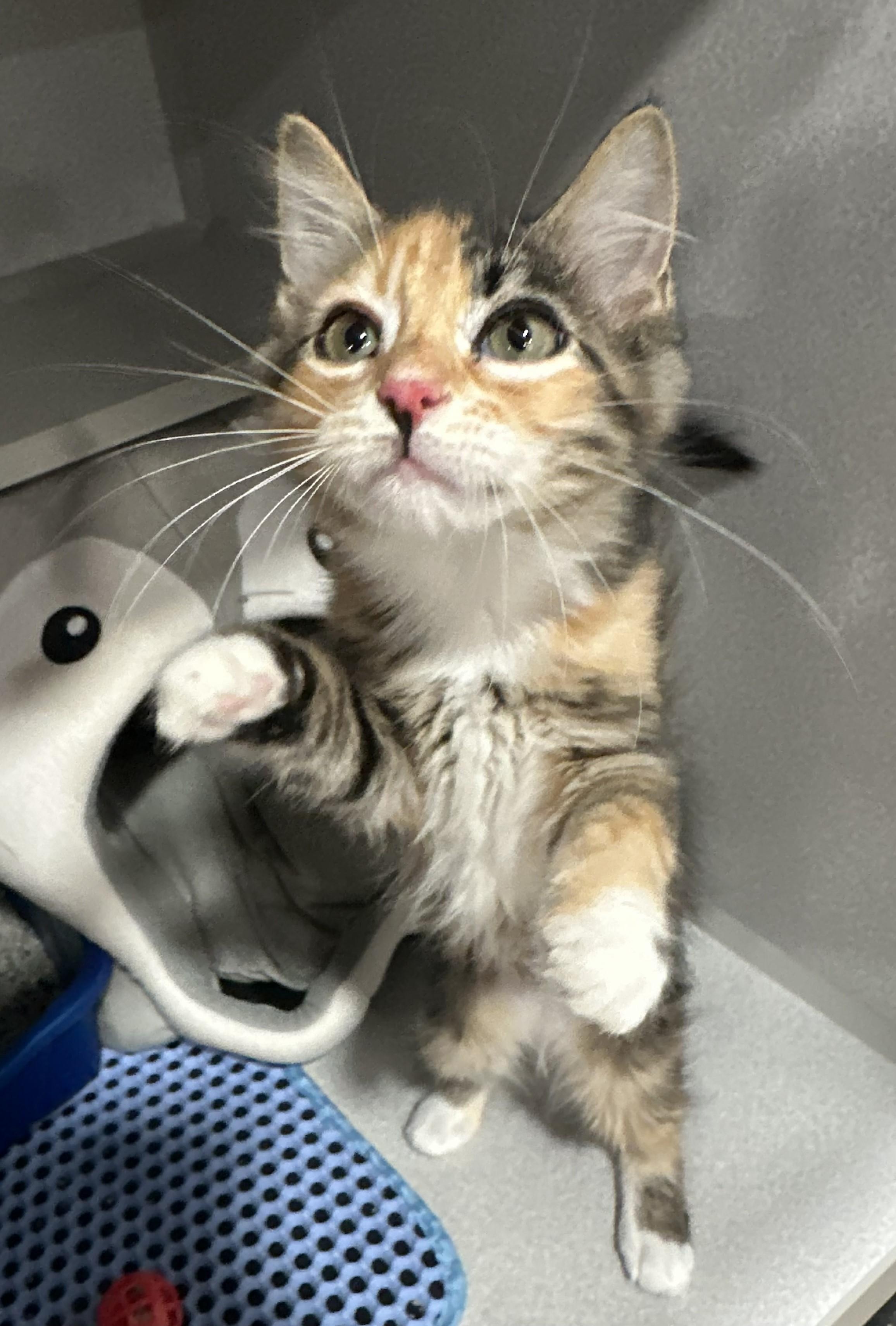 Shannon, Adoptable, Young Female Domestic Short Hair.