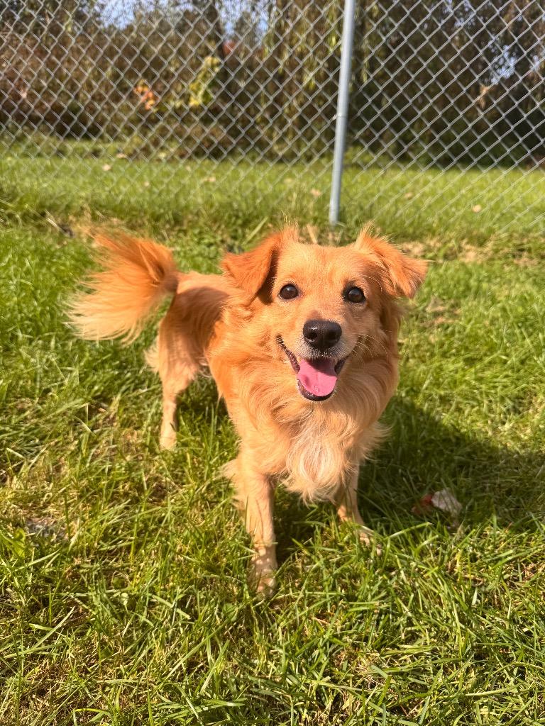 Enlarge Woody, a Adoptable mixed breed in Muskegon, MI image 1/2