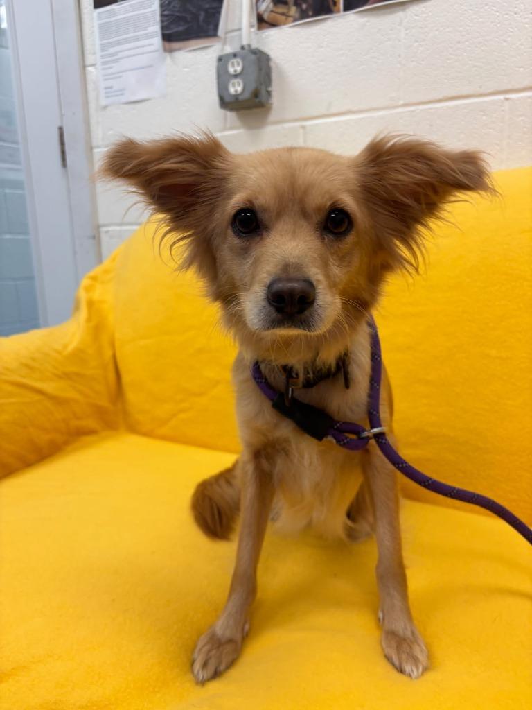 Enlarge Woody, a Adoptable mixed breed in Muskegon, MI image 2/2