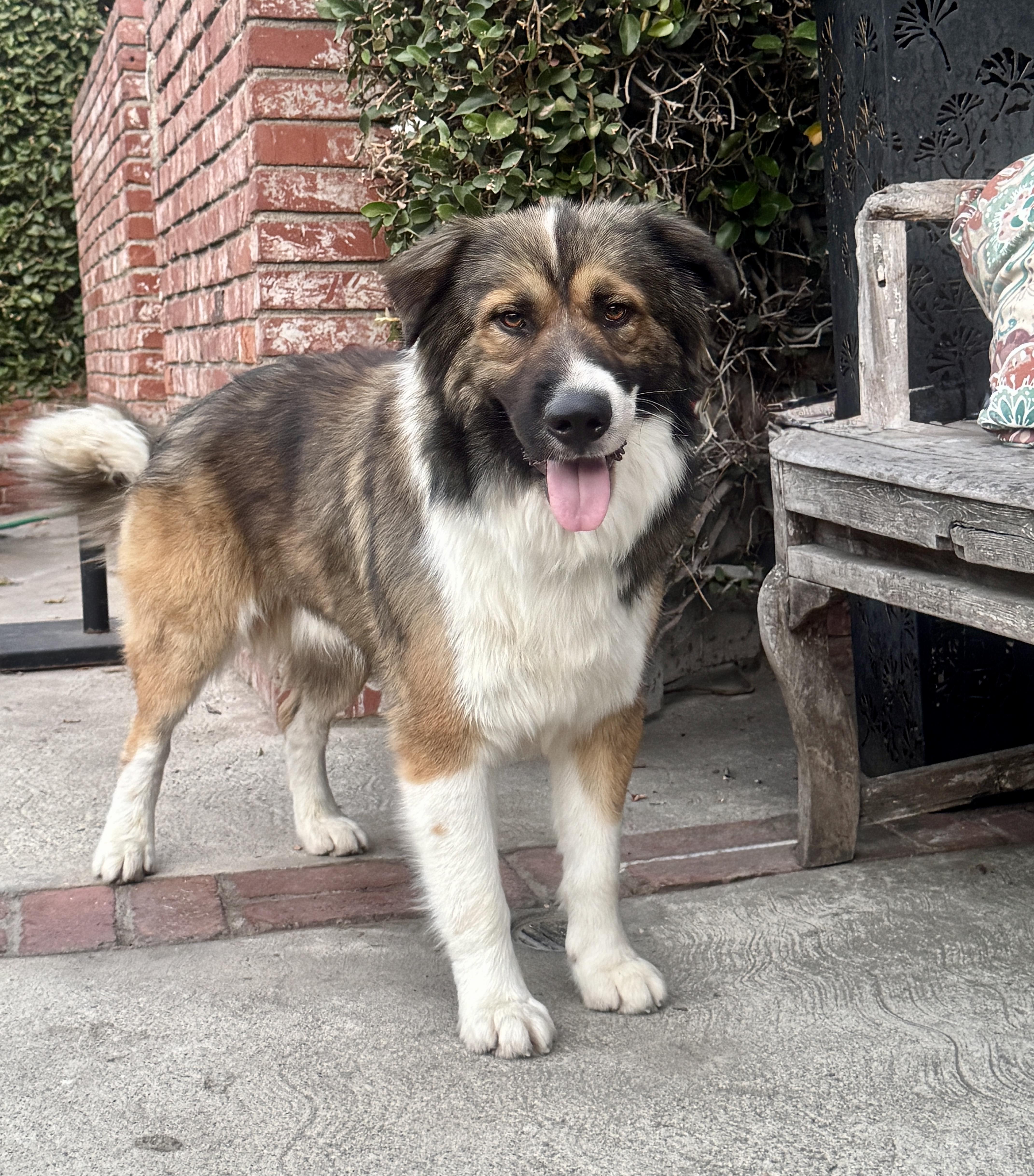 Griffin - Great BuD, ADOPTABLE, Young Male Great Pyrenees & Australian Shepherd.