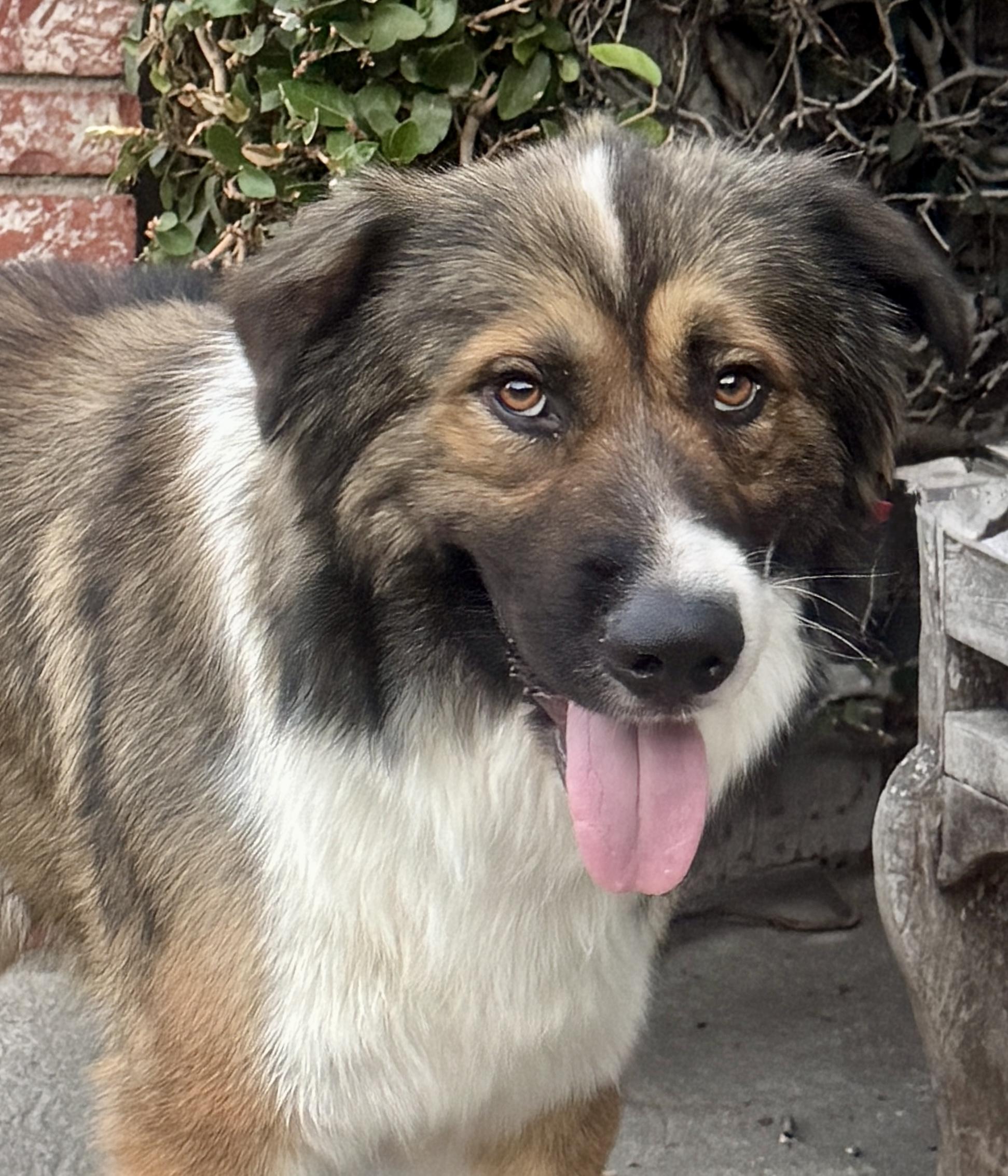 Enlarge Griffin - Great BuD, a ADOPTABLE mixed breed in Van Nuys, CA image 3/4