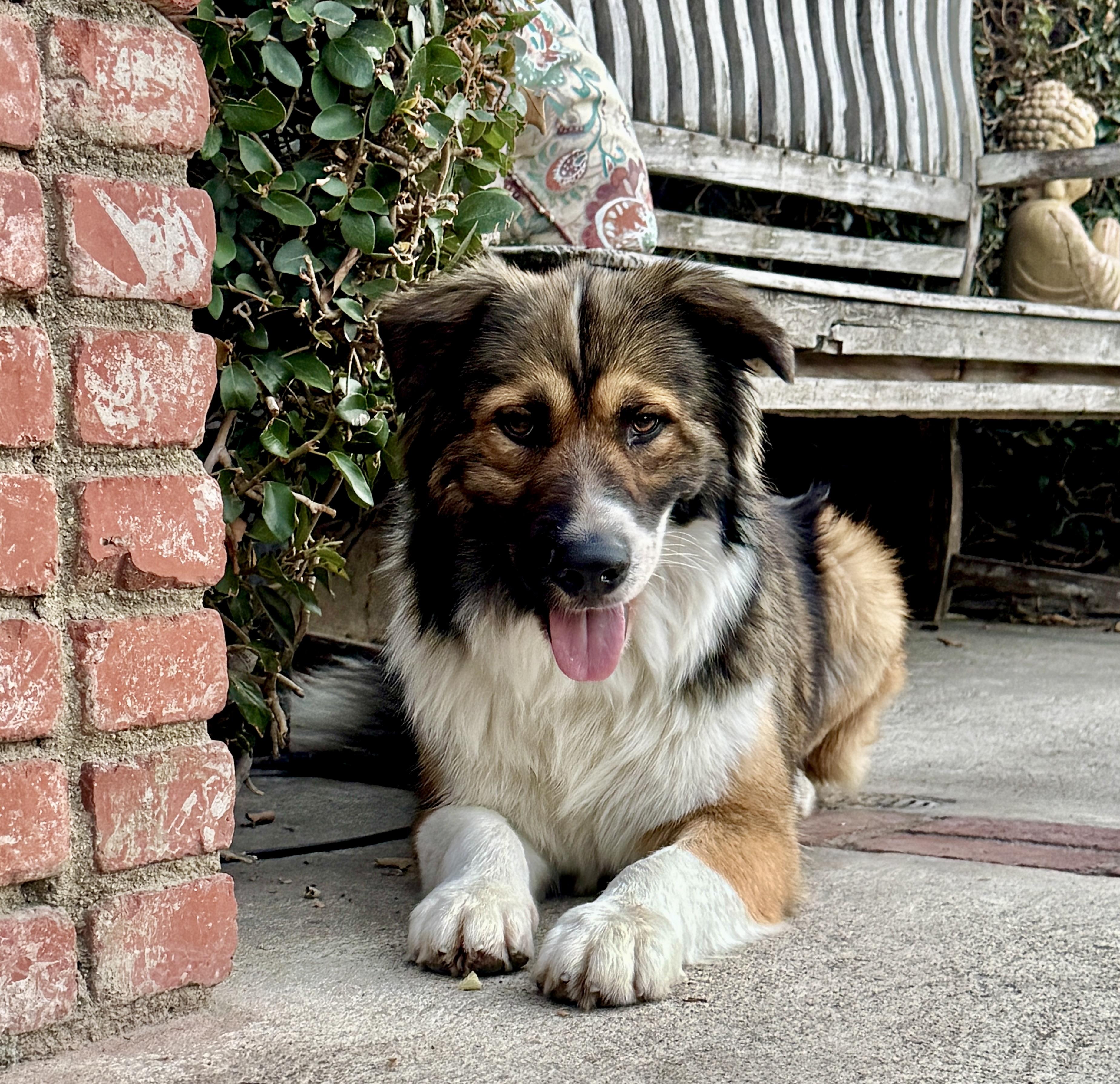 Enlarge Griffin - Great BuD, a ADOPTABLE mixed breed in Van Nuys, CA image 4/4