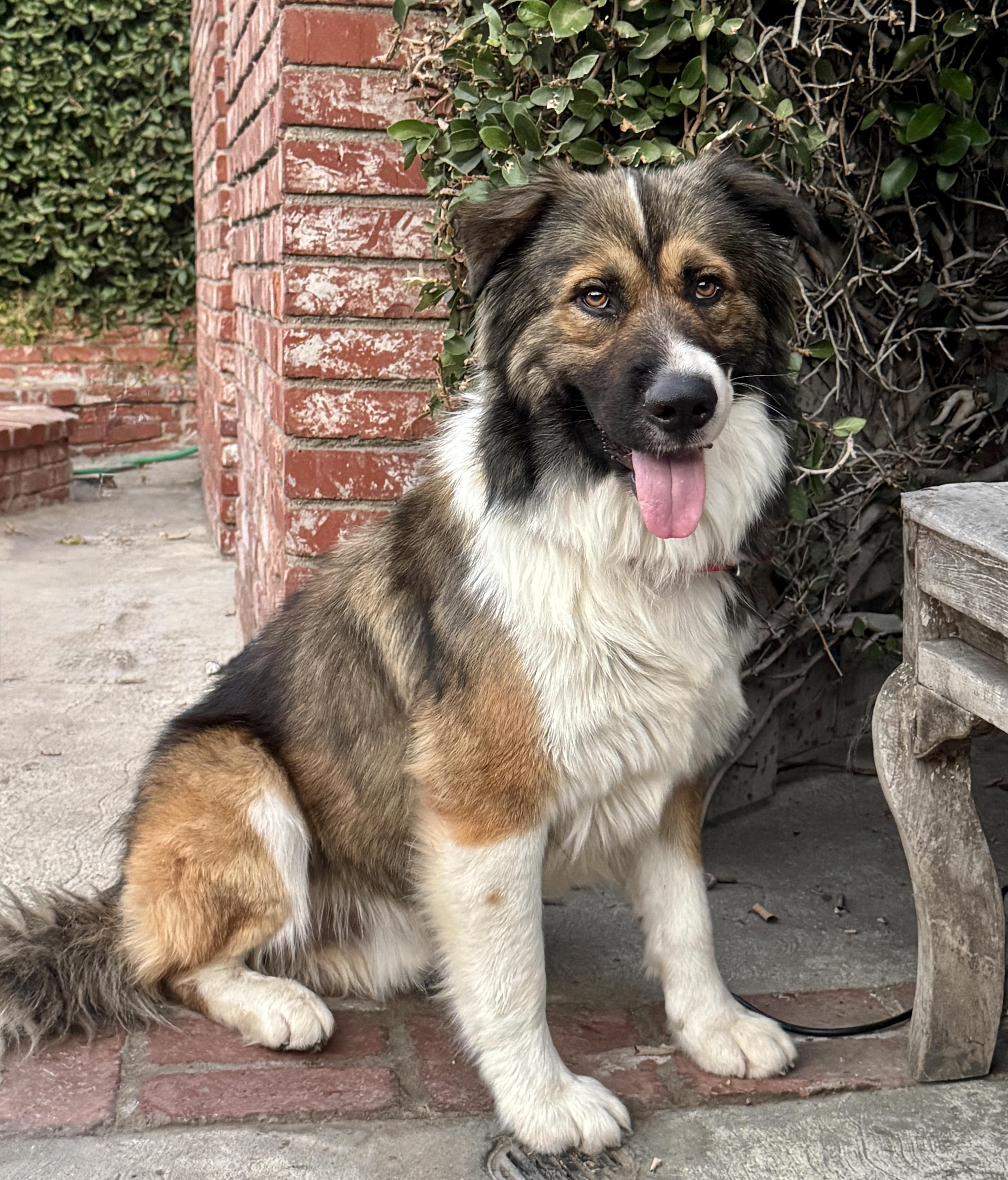Enlarge Griffin - Great BuD, a ADOPTABLE mixed breed in Van Nuys, CA image 2/4