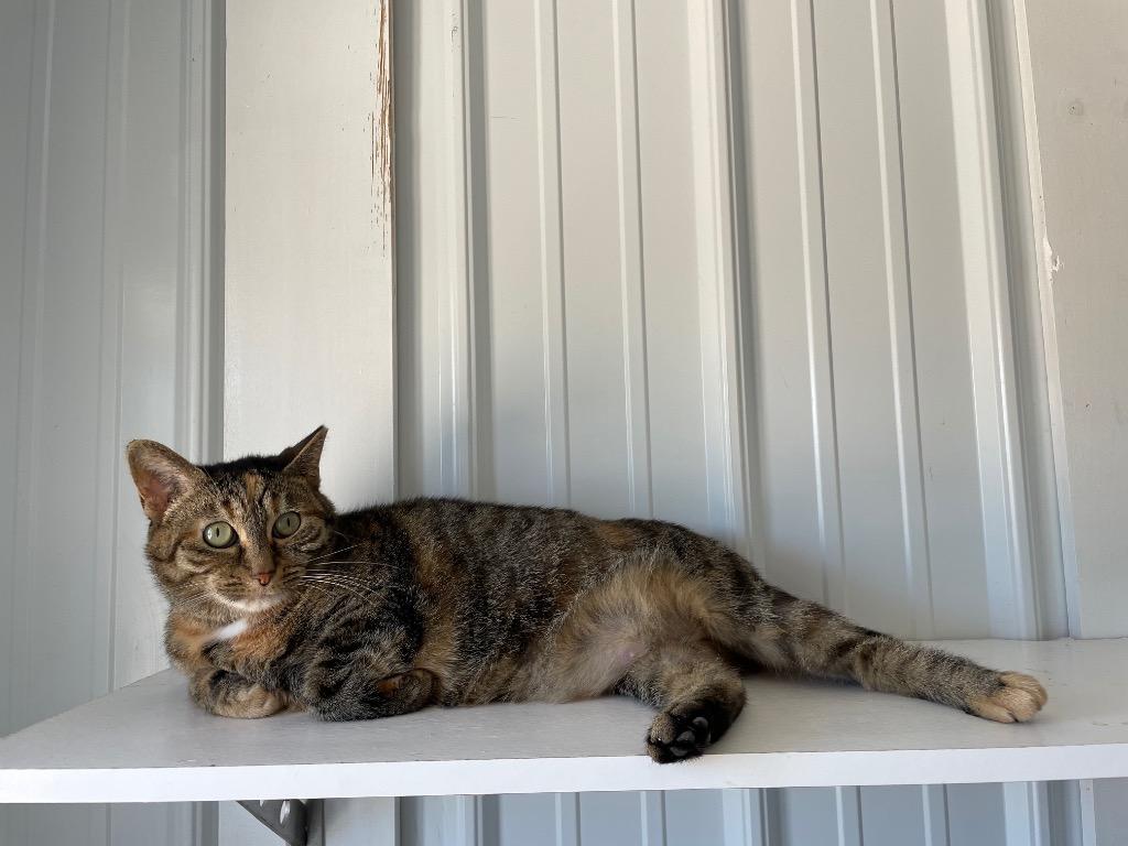 Enlarge Narelle, a Adoptable mixed breed in Hartford City, IN image 1/6