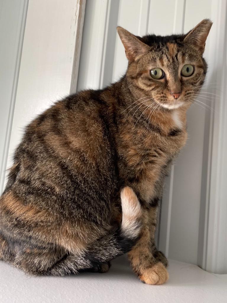 Enlarge Narelle, a Adoptable mixed breed in Hartford City, IN image 3/6