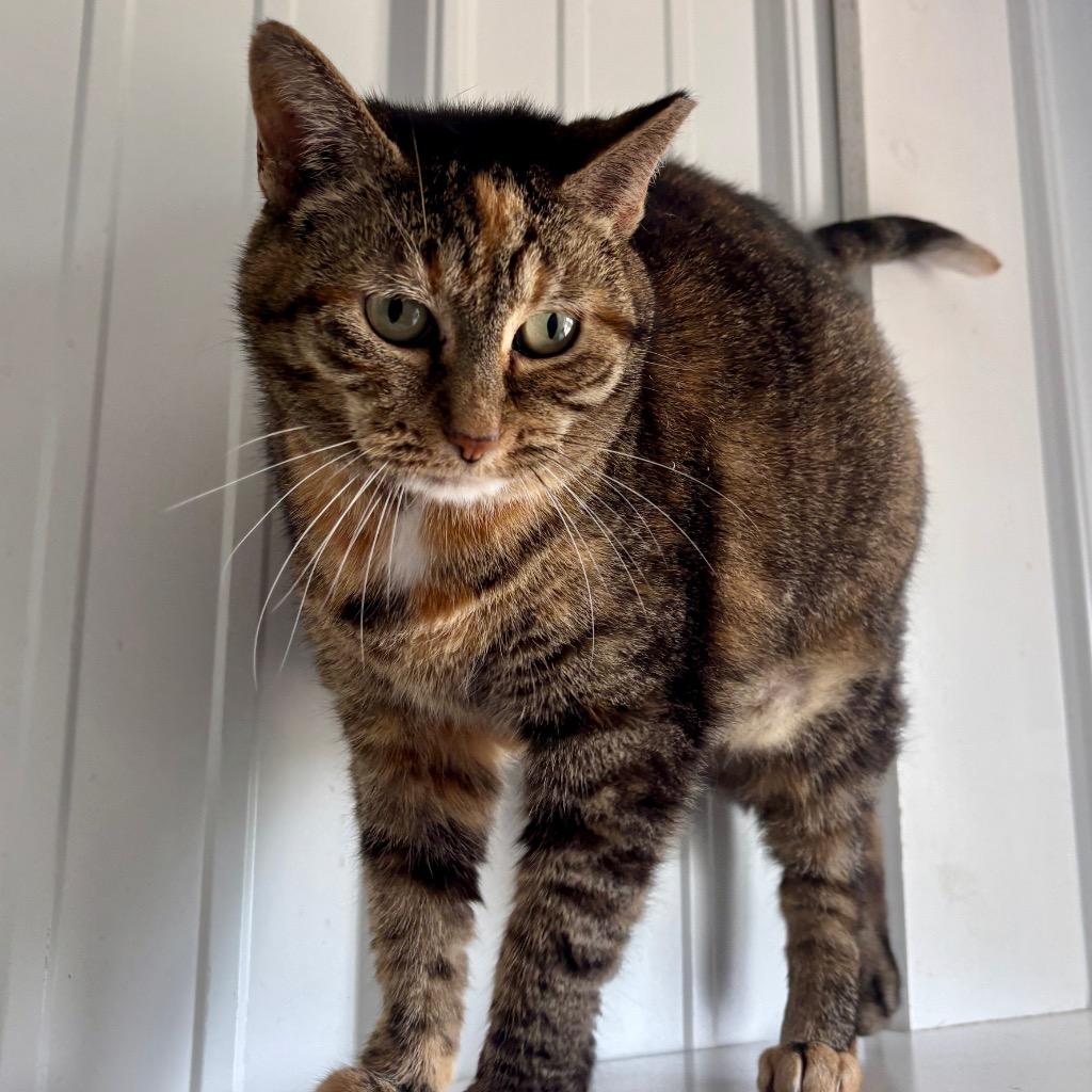 Narelle, Adoptable, Adult Female Domestic Short Hair.