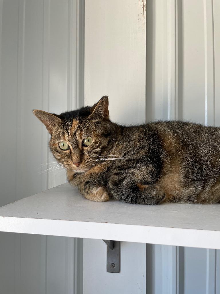 Narelle, a Adoptable mixed breed in Hartford City, IN image 5/6