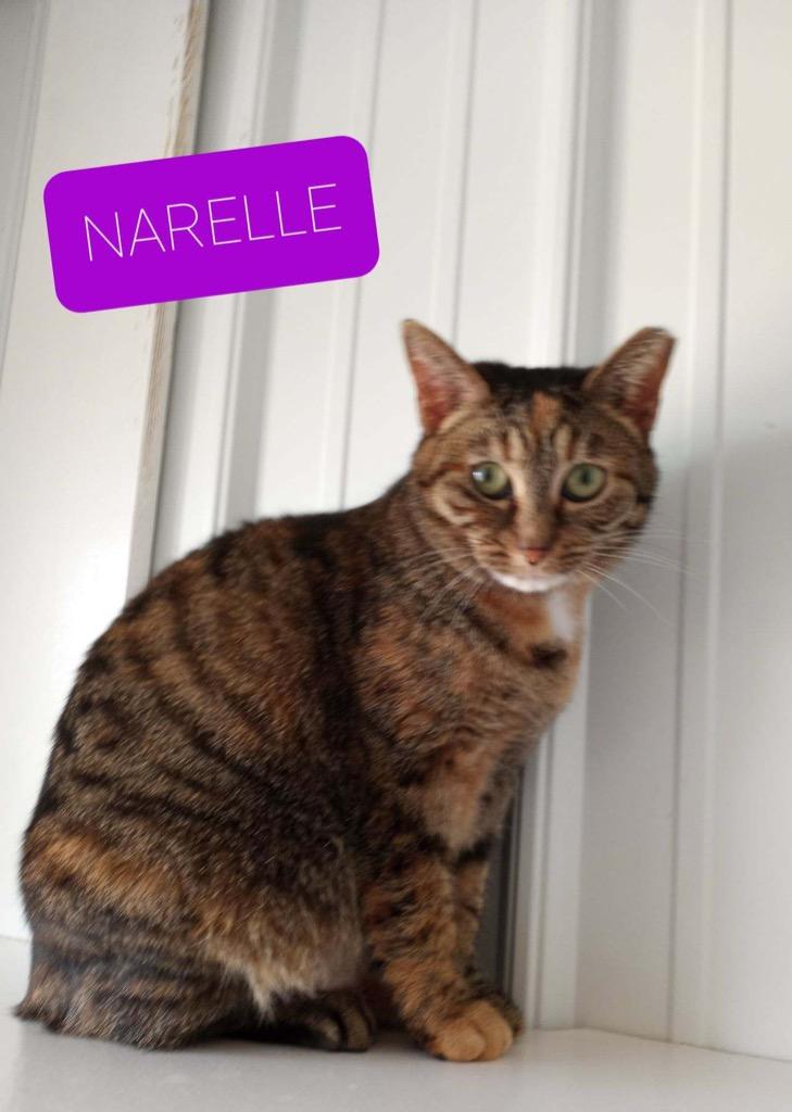 Enlarge Narelle, a Adoptable mixed breed in Hartford City, IN image 6/6