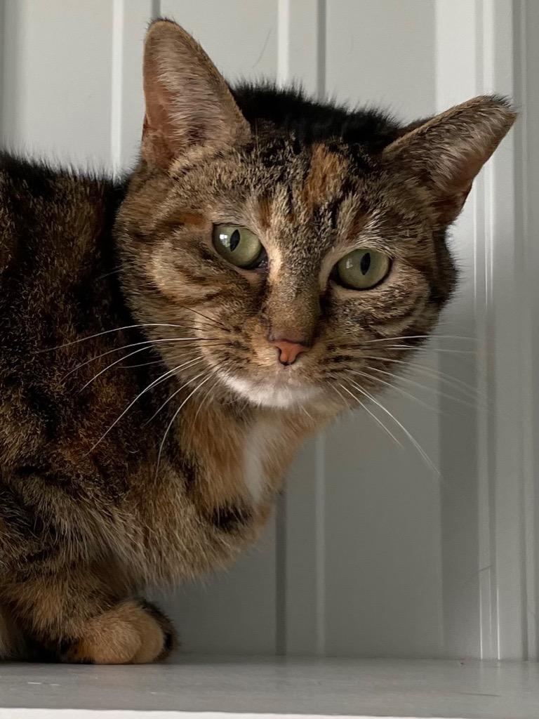 Narelle, a Adoptable mixed breed in Hartford City, IN image 6/6