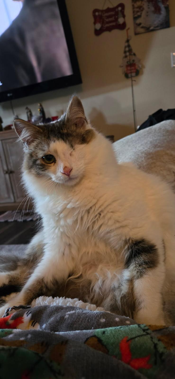 Doc, adoptable, Young Male Domestic Short Hair.