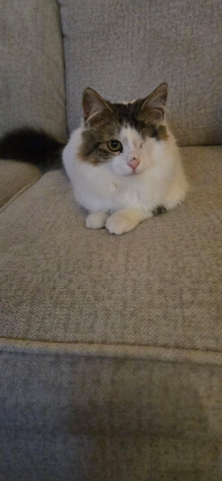 Doc, an adoptable Domestic Short Hair in Knoxville, TN image 3/3