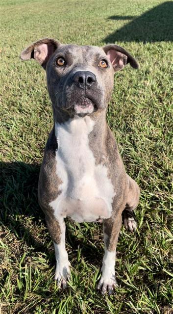 Enlarge KIRA, a Adoptable mixed breed in Rosenberg, TX image 1/1