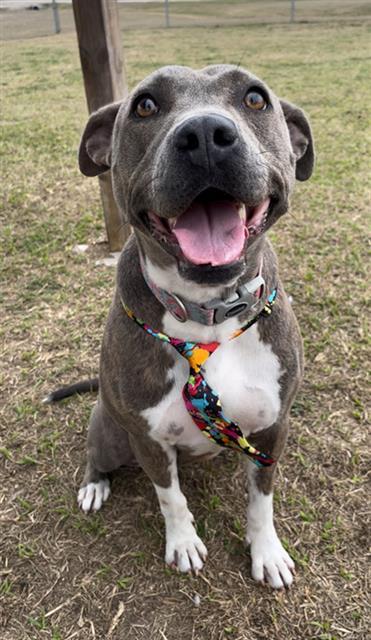 Enlarge KIRA, a Adoptable mixed breed in Rosenberg, TX image 1/1