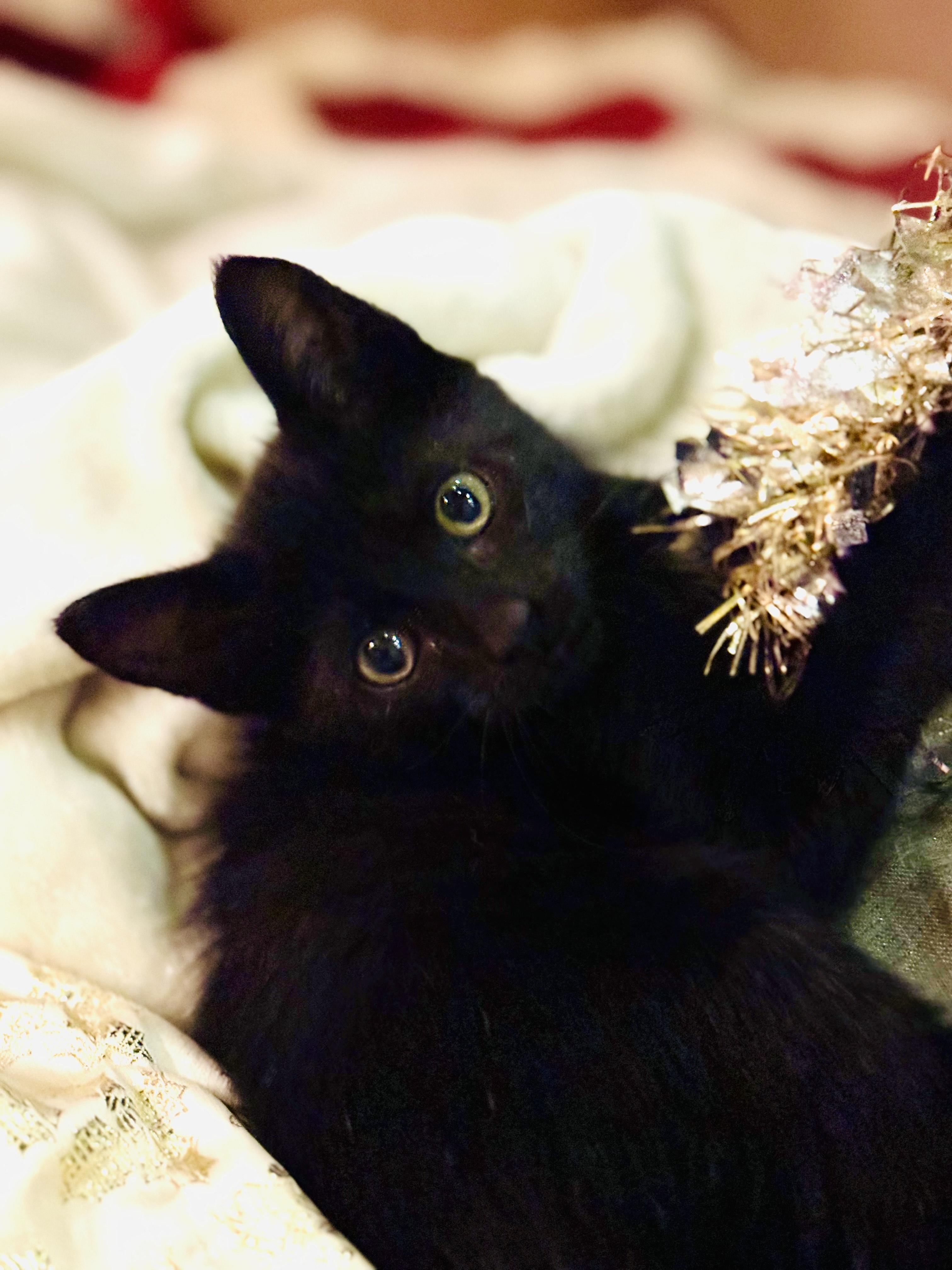 Enlarge Onyx, a ADOPTABLE Domestic Short Hair in New Orleans, LA image 1/2