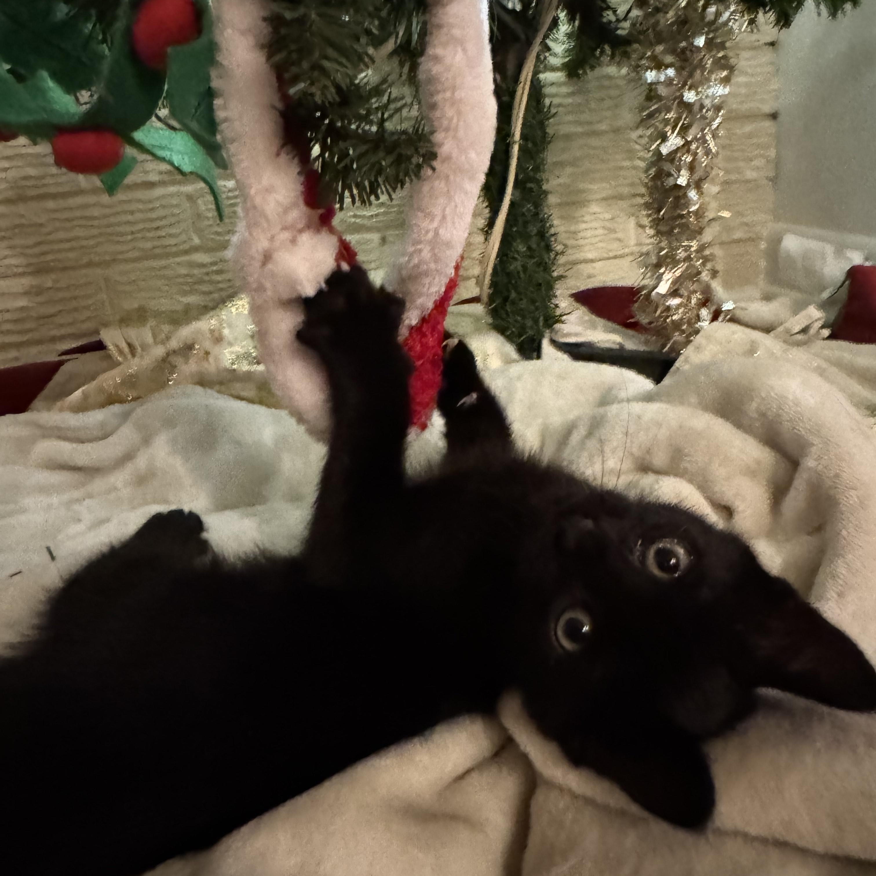 Enlarge Onyx, a ADOPTABLE Domestic Short Hair in New Orleans, LA image 2/2