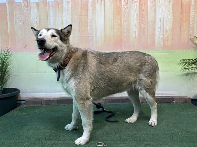 Enlarge TULUM, a Adoptable Siberian Husky in Baldwin Park, CA image 2/3