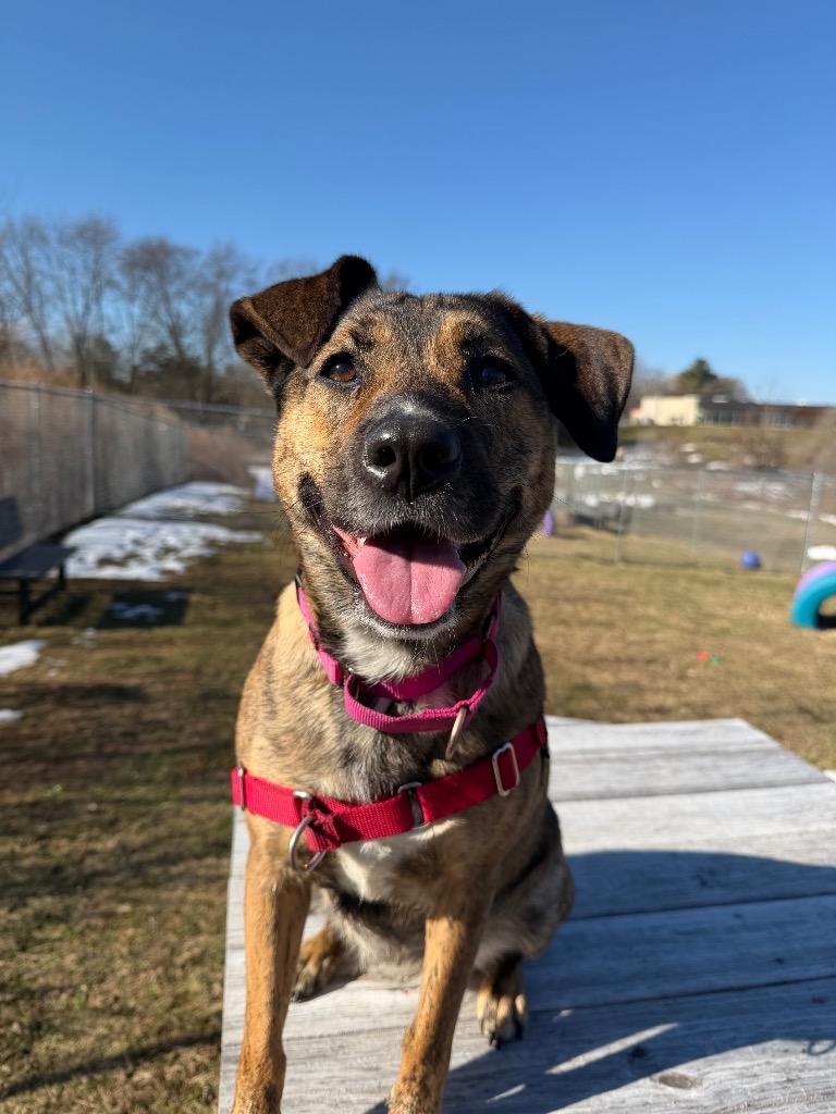 Coco, a Adoptable mixed breed in Hyde Park, NY image 2/6