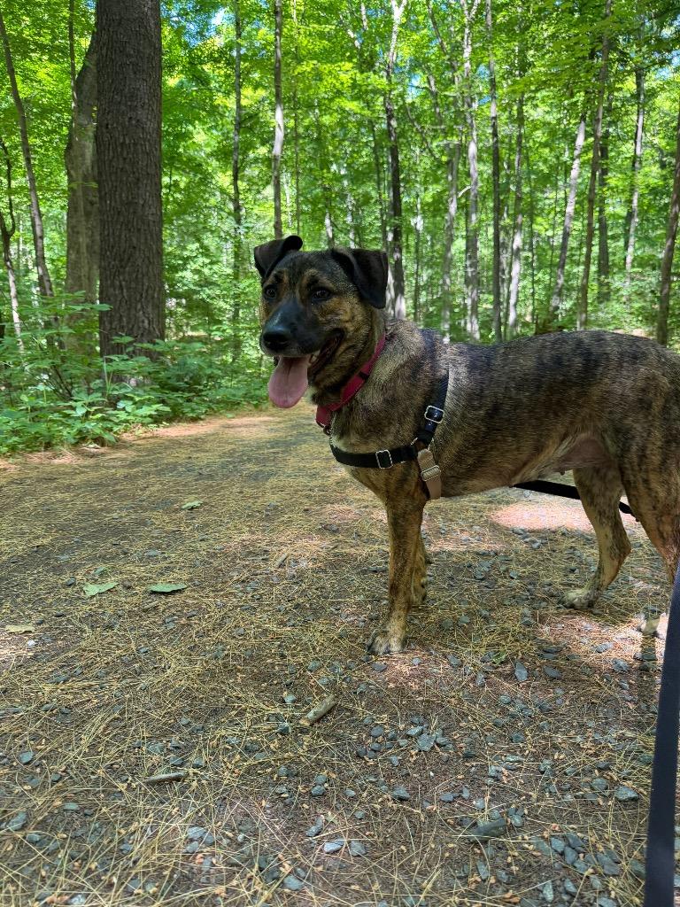 Coco, a Adoptable mixed breed in Hyde Park, NY image 3/6