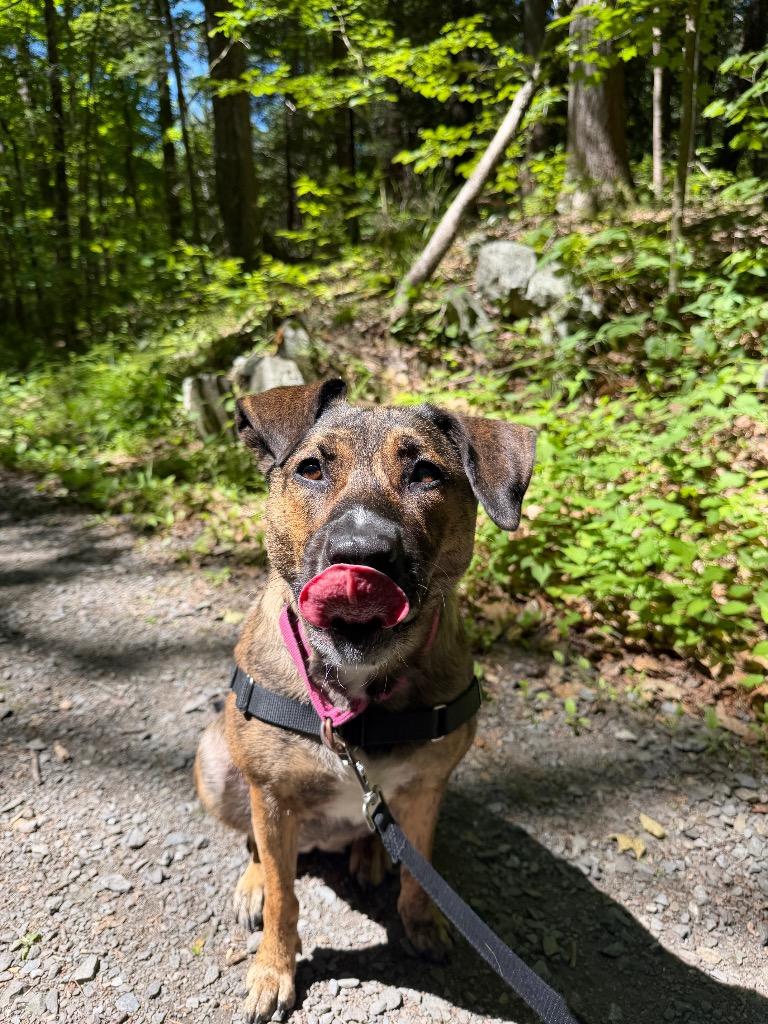 Coco, a Adoptable mixed breed in Hyde Park, NY image 4/6