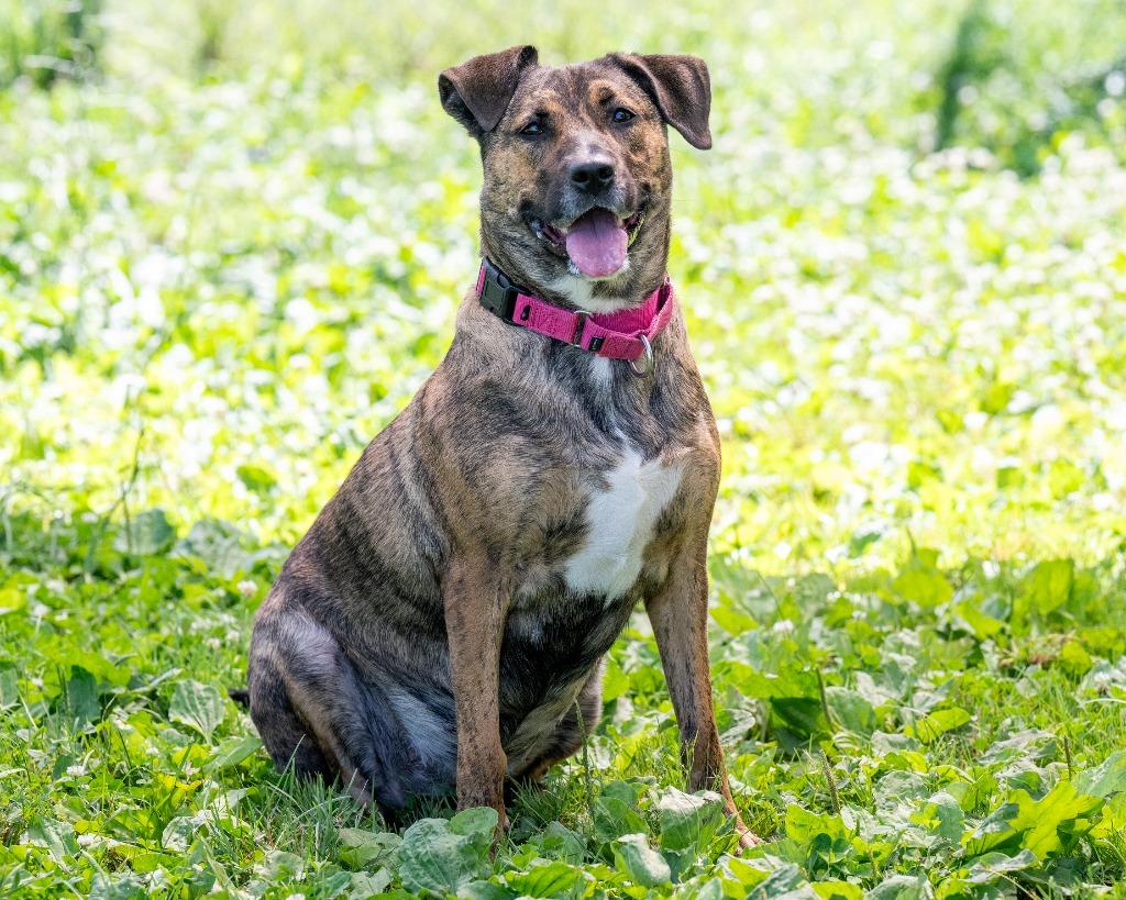 Coco, a Adoptable mixed breed in Hyde Park, NY image 5/6