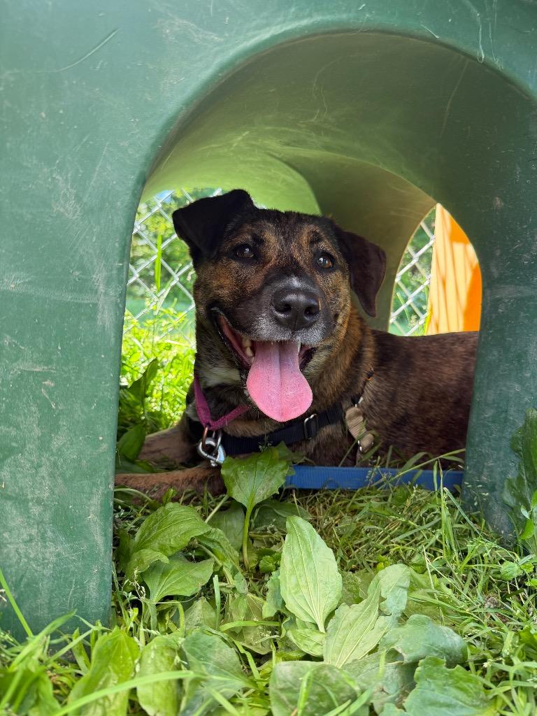 Coco, a Adoptable mixed breed in Hyde Park, NY image 6/6