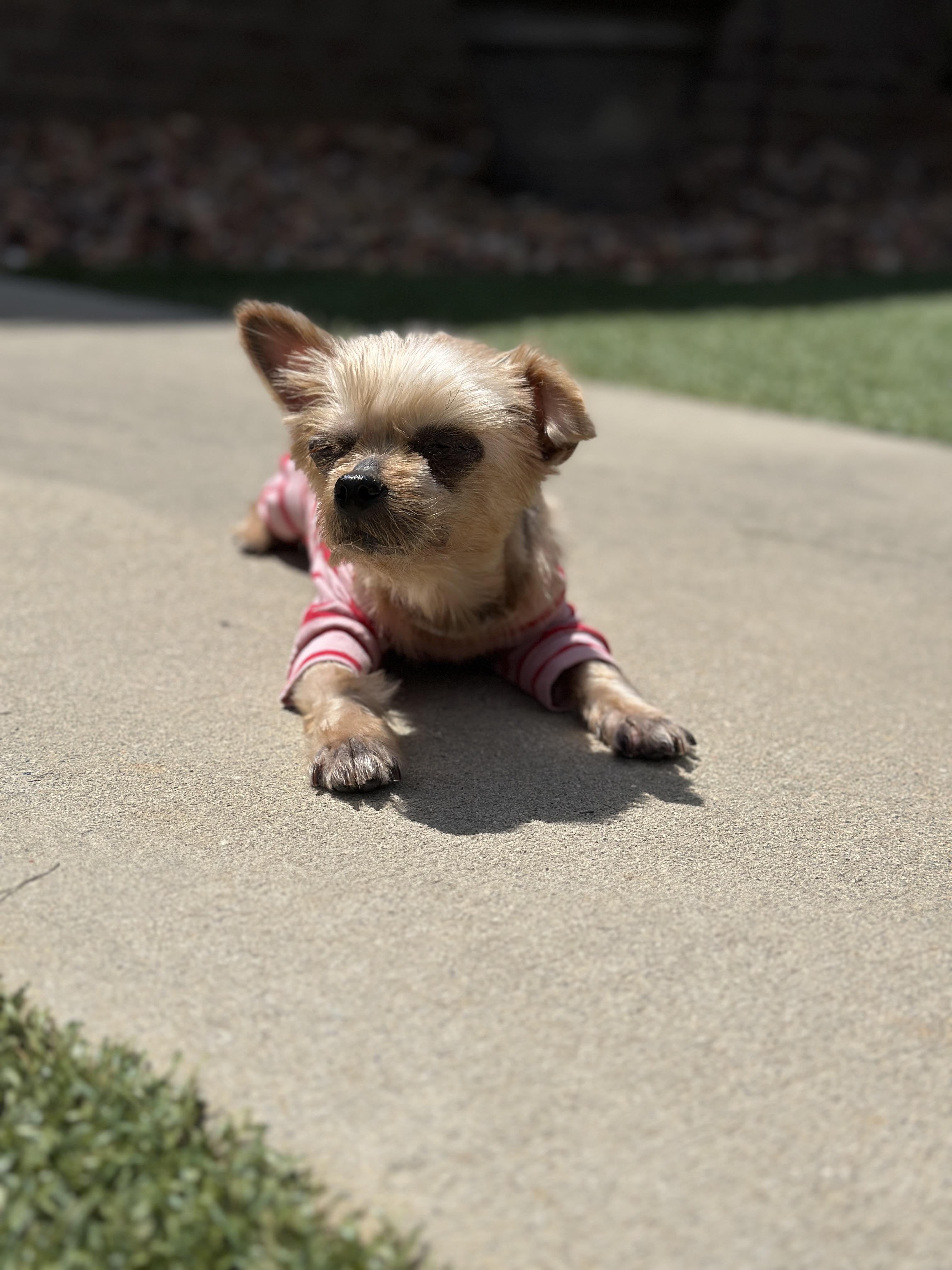 Enlarge Harley, a Adoptable Yorkshire Terrier in Indian Trail, NC image 2/5
