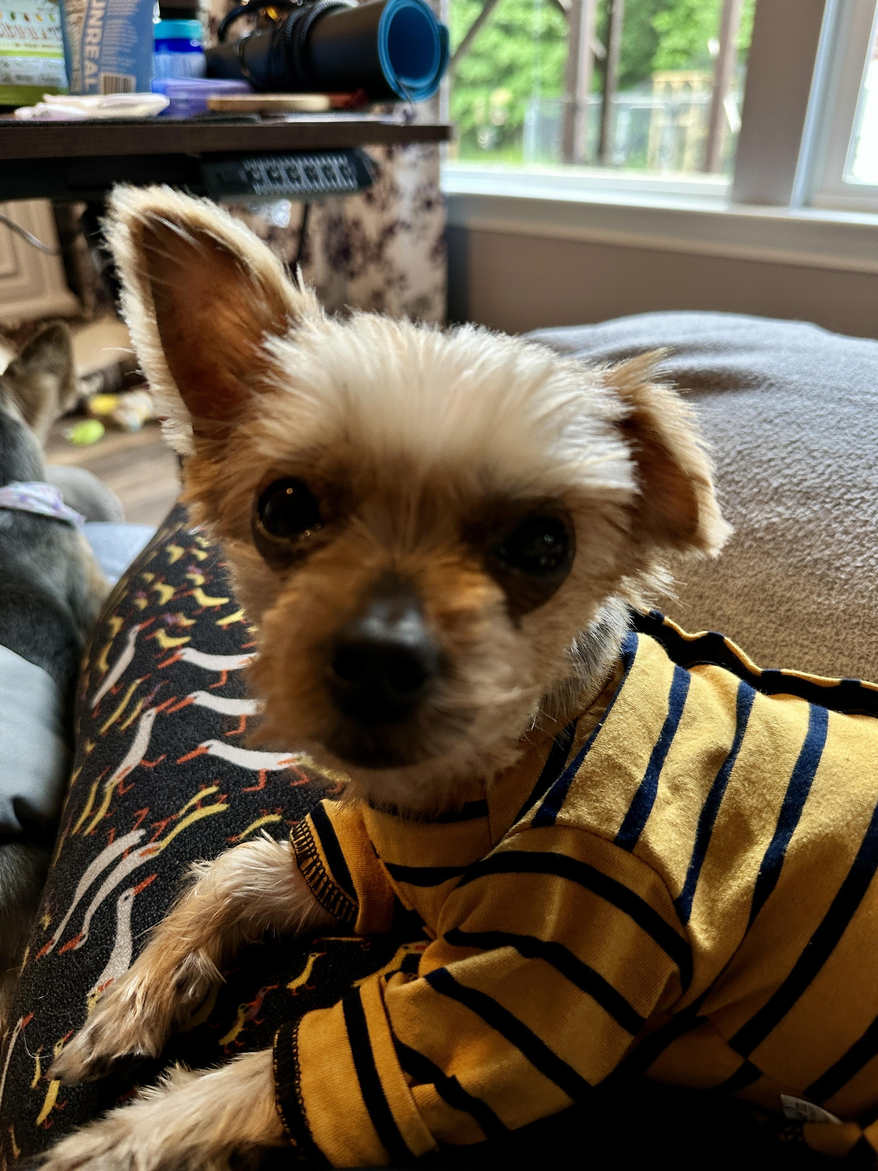 Enlarge Harley, a Adoptable Yorkshire Terrier in Indian Trail, NC image 3/5