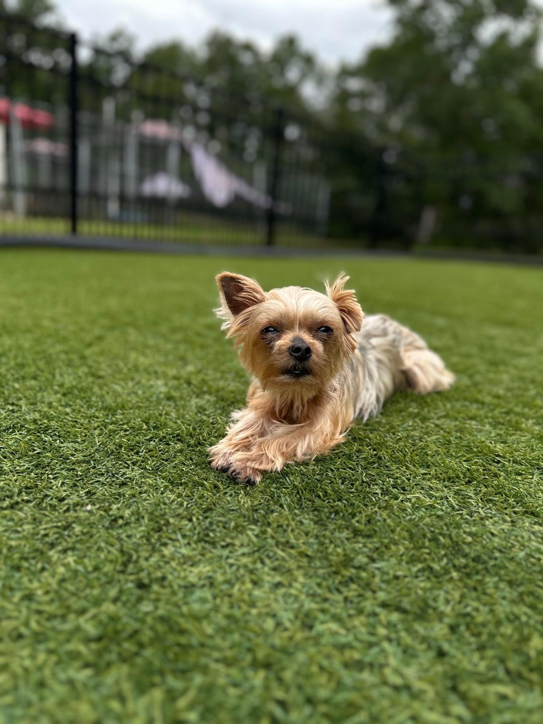 Enlarge Harley, a Adoptable Yorkshire Terrier in Indian Trail, NC image 4/5