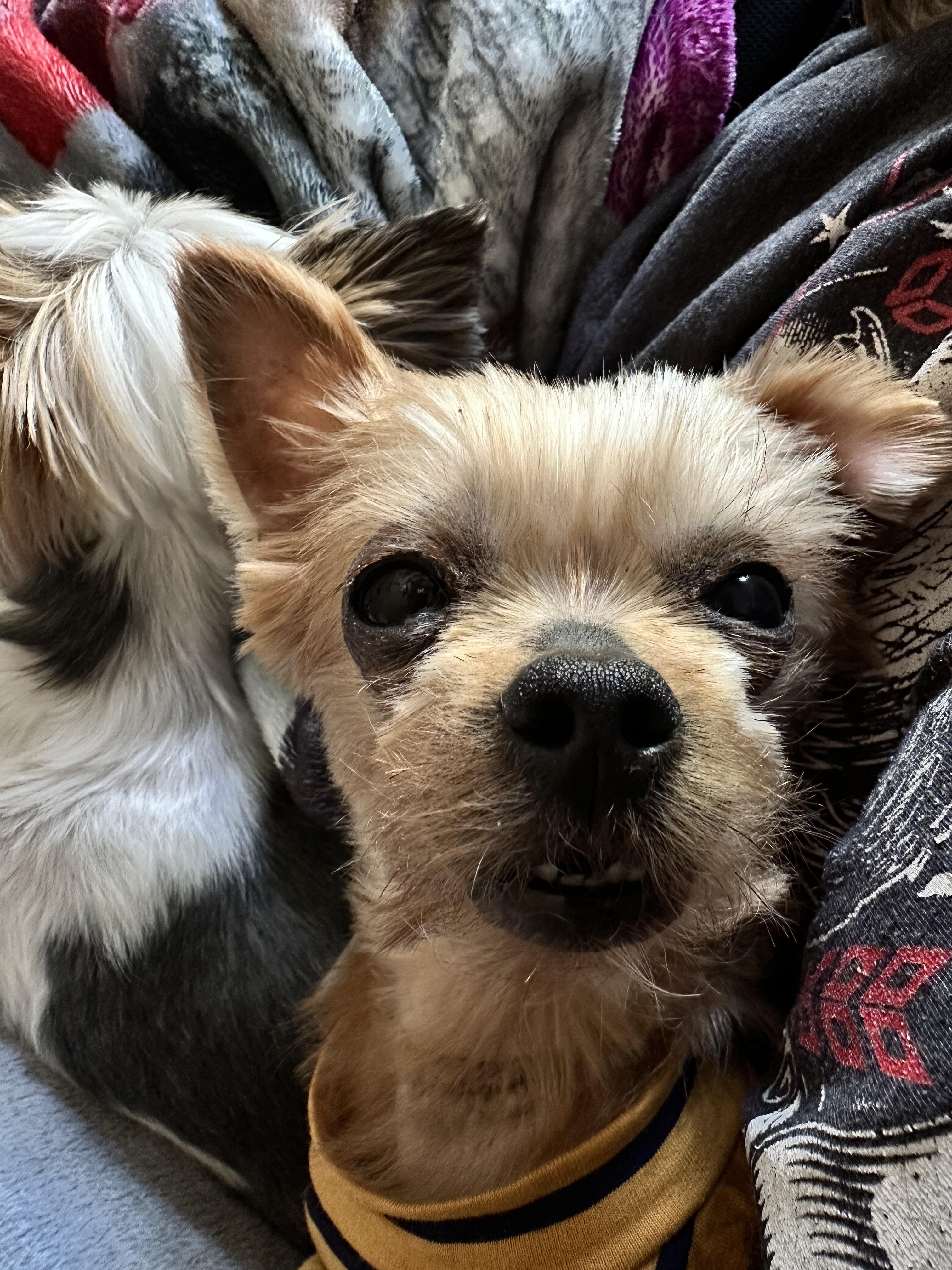 Enlarge Harley, a Adoptable Yorkshire Terrier in Indian Trail, NC image 5/5