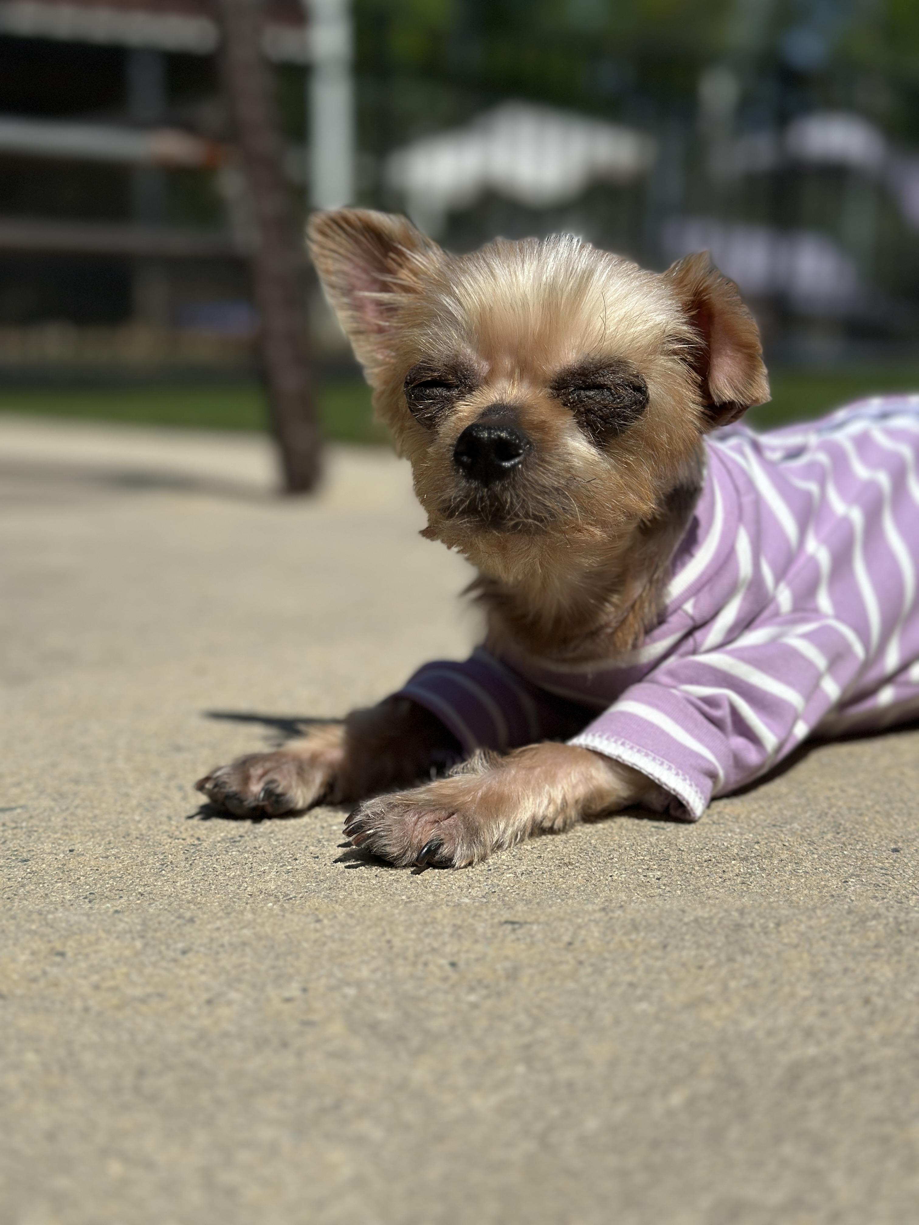 Enlarge Harley, a Adoptable Yorkshire Terrier in Indian Trail, NC image 1/5