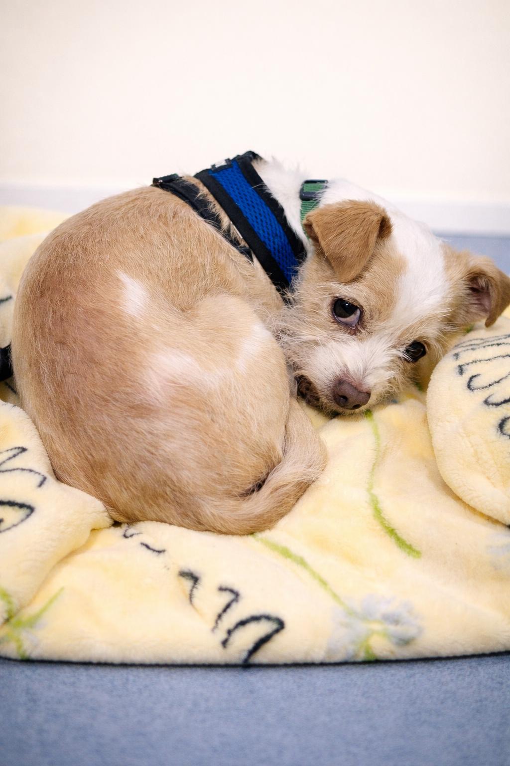 Enlarge PeeWee, a Adoptable mixed breed in San Pedro, CA image 5/5