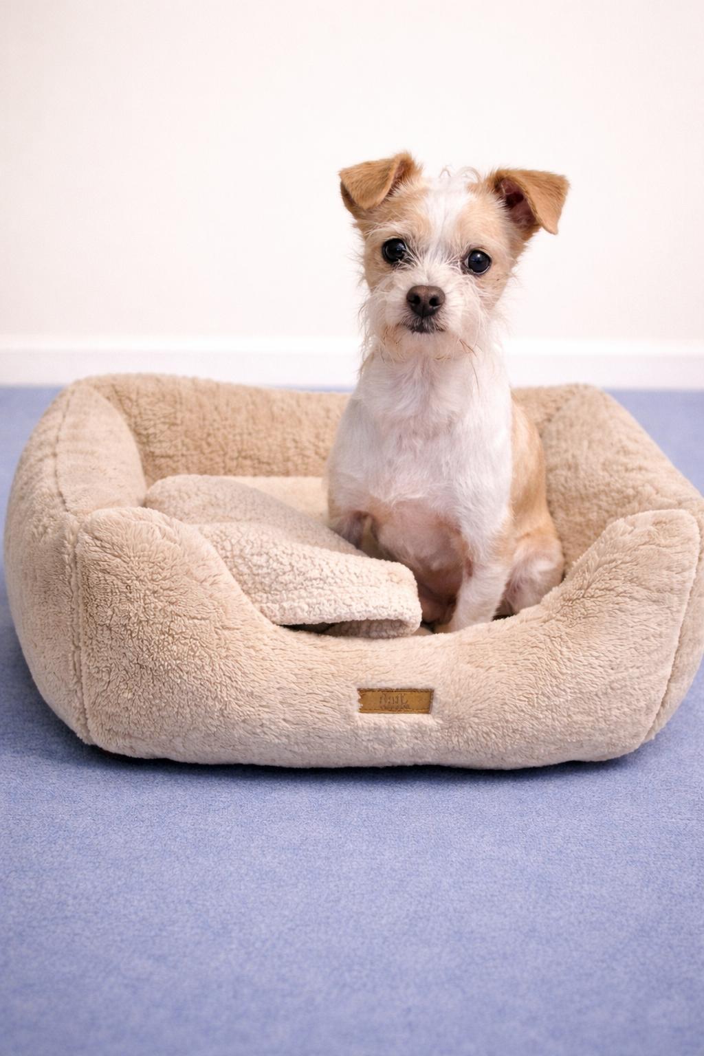 Enlarge PeeWee, a Adoptable mixed breed in San Pedro, CA image 3/5