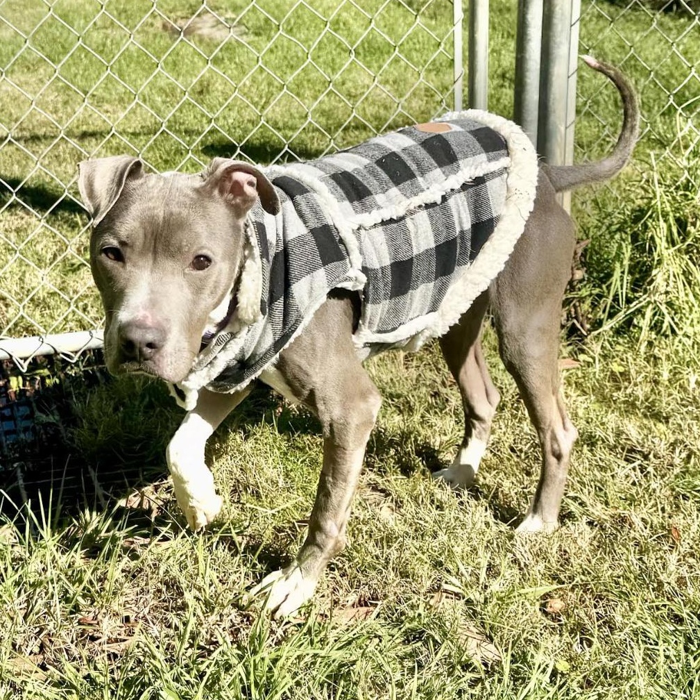 Maddox, a Adoptable Terrier in Knoxville, TN image 4/5