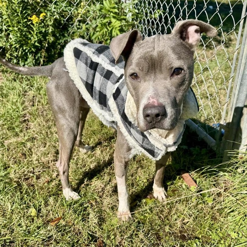 Maddox, a Adoptable Terrier in Knoxville, TN image 3/5