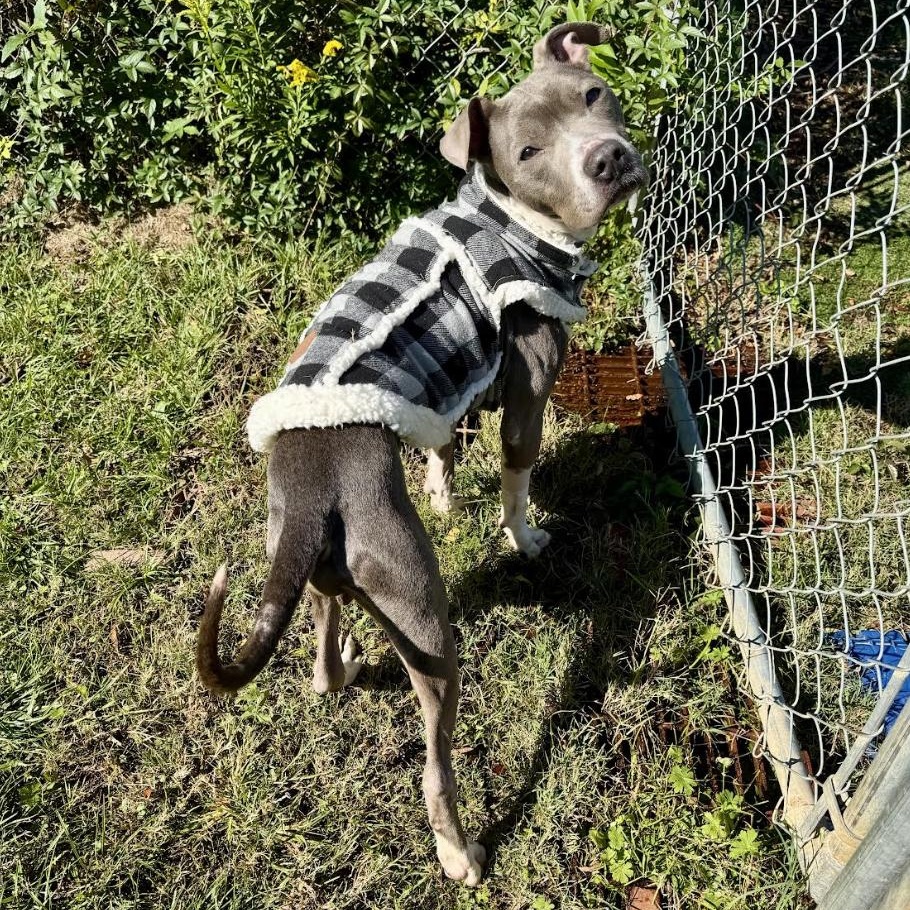 Maddox, a Adoptable Terrier in Knoxville, TN image 2/5