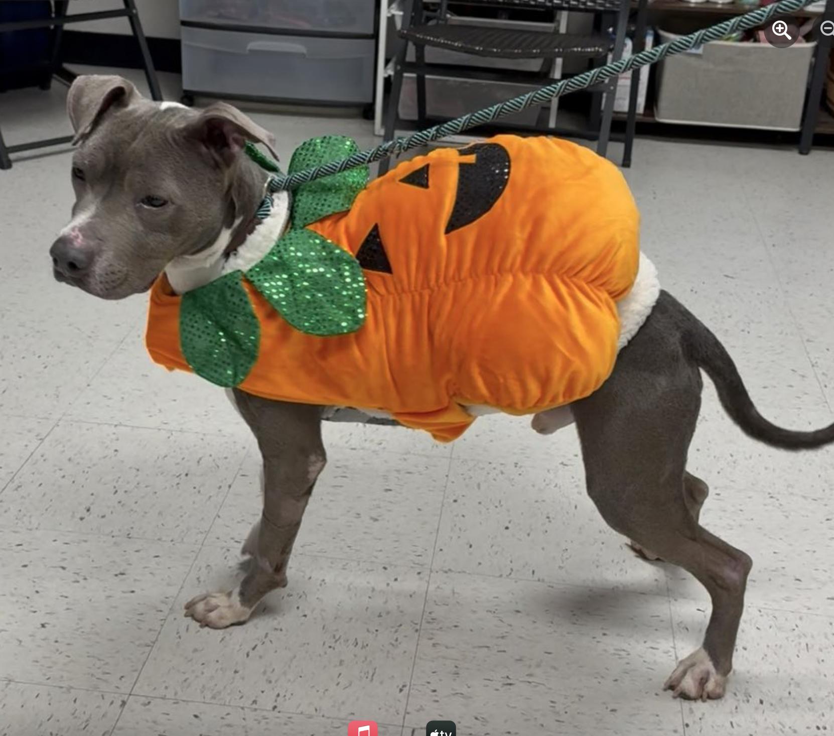 Maddox, a Adoptable Terrier in Knoxville, TN image 5/5