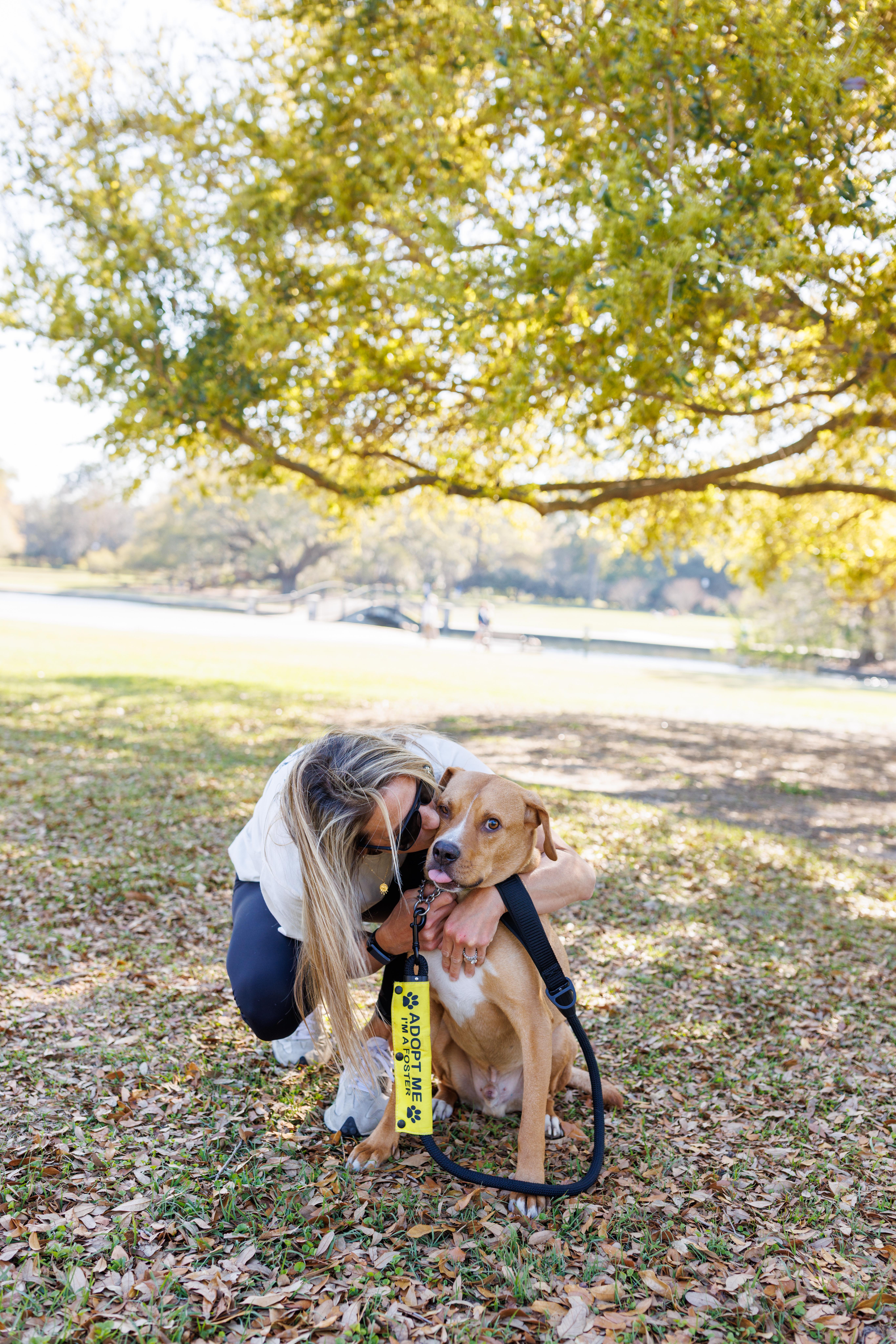 Maxwell, a Adoptable mixed breed in charleston, SC image 3/5