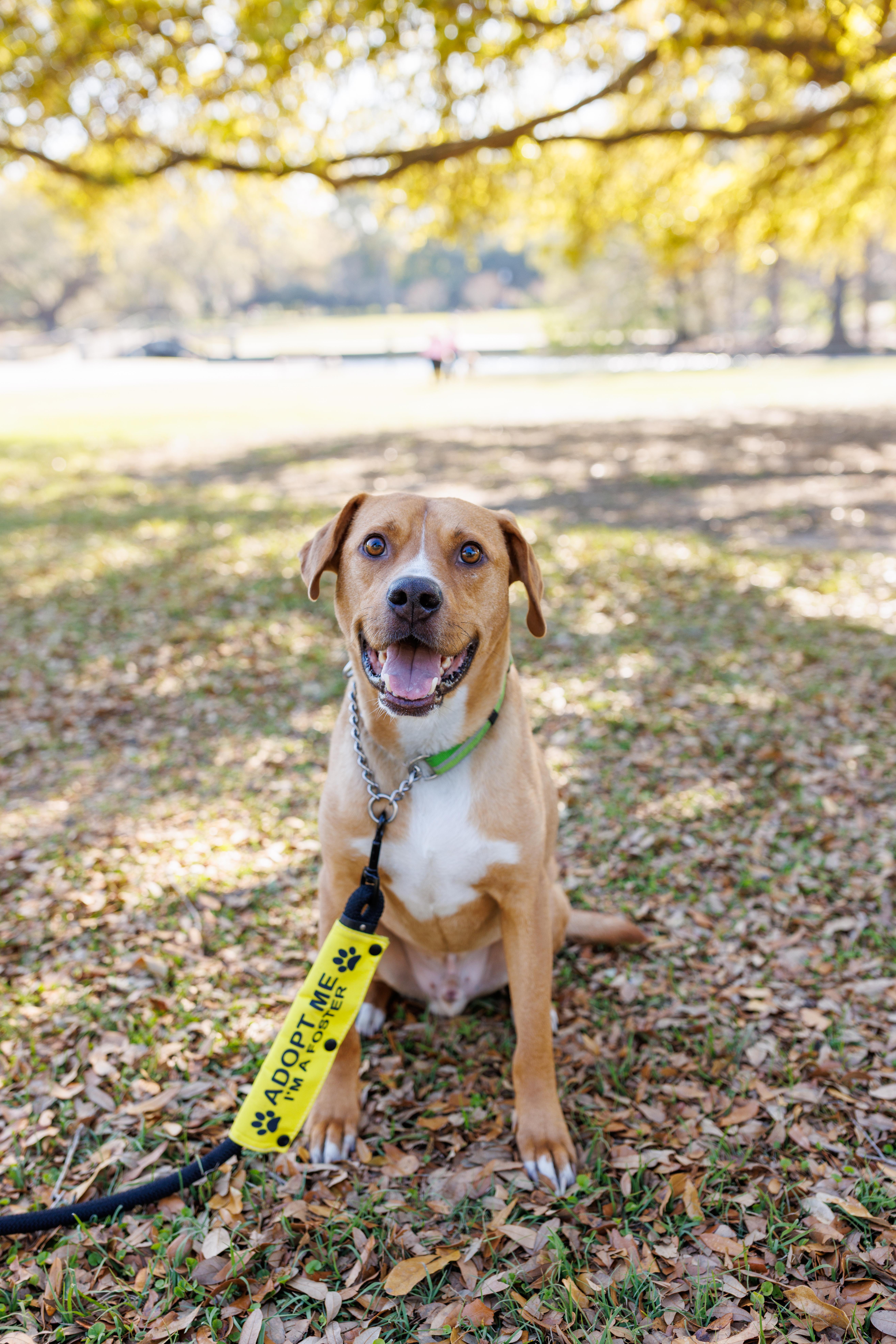 Maxwell, a Adoptable mixed breed in charleston, SC image 1/5