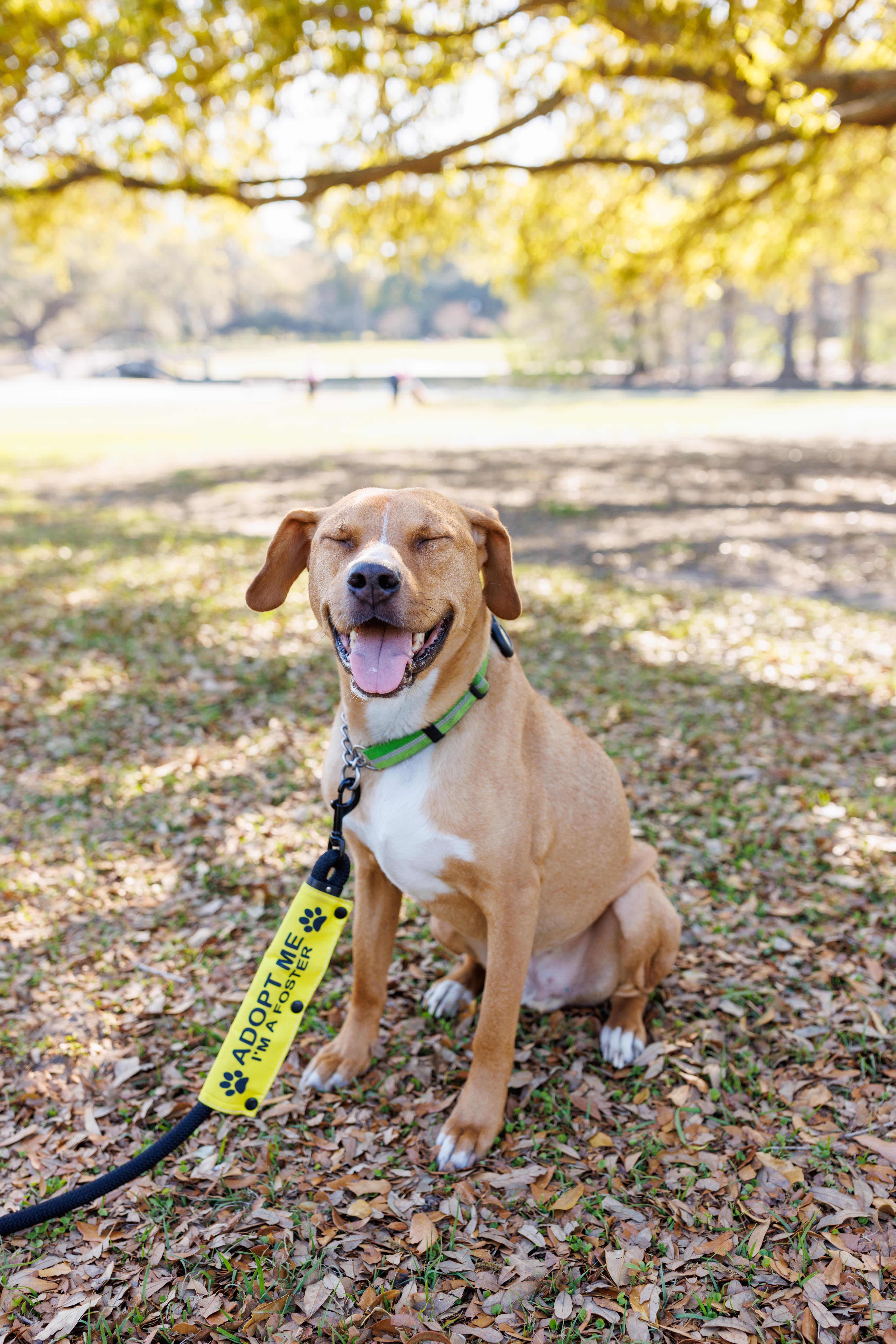 Maxwell, a Adoptable mixed breed in charleston, SC image 5/5
