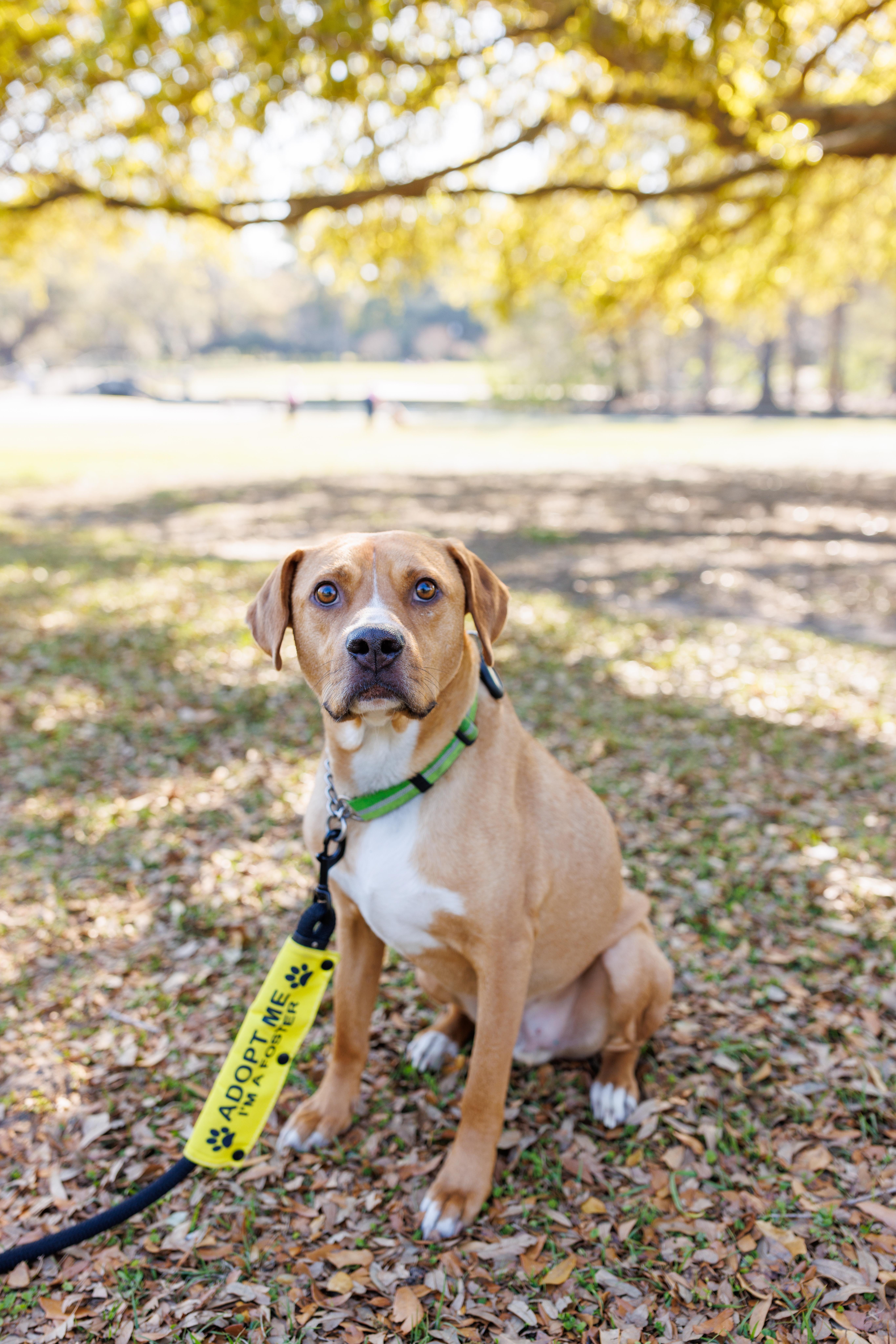 Maxwell, a Adoptable mixed breed in charleston, SC image 2/5