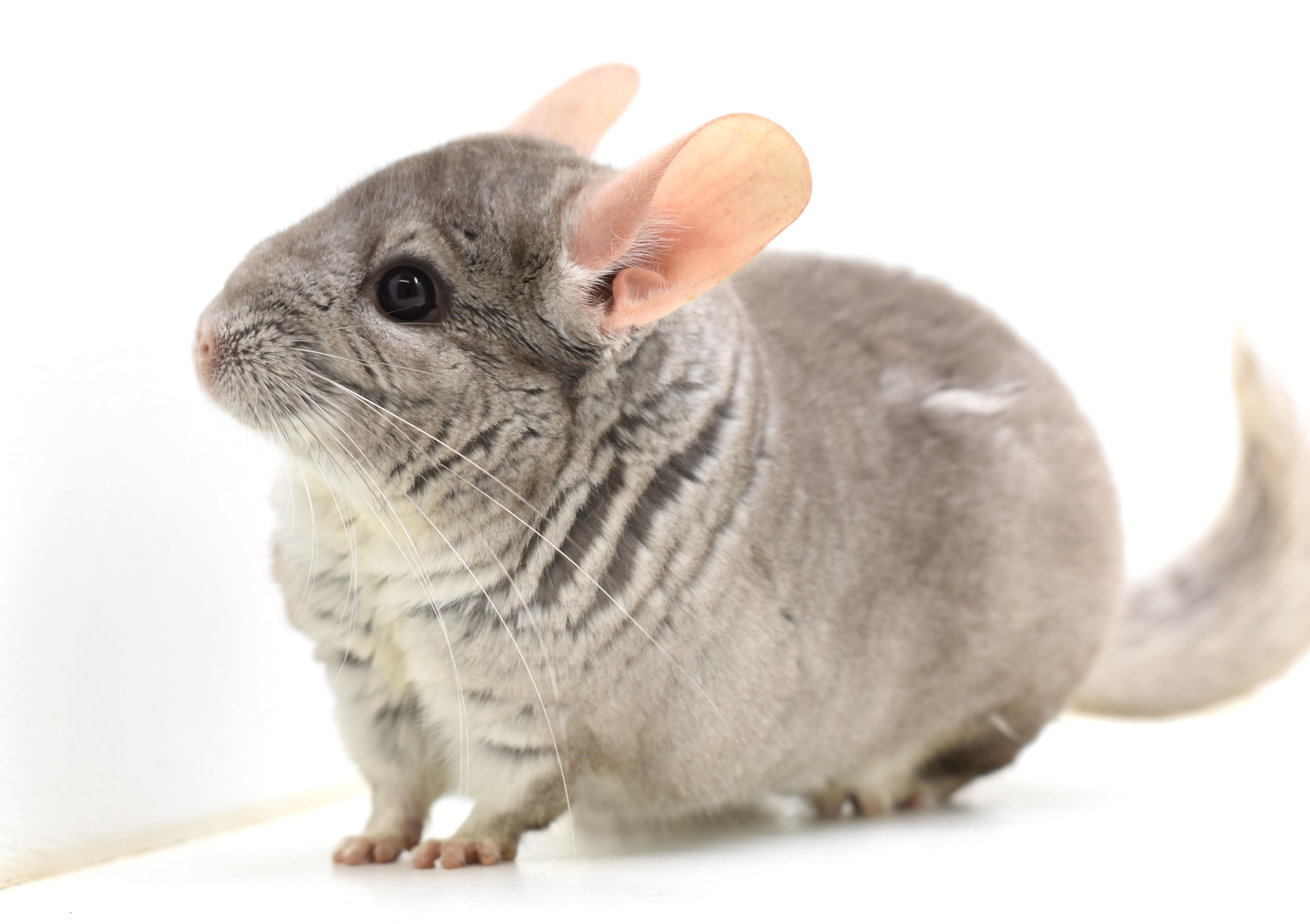 Morticia, Adoptable, Adult Female Chinchilla.