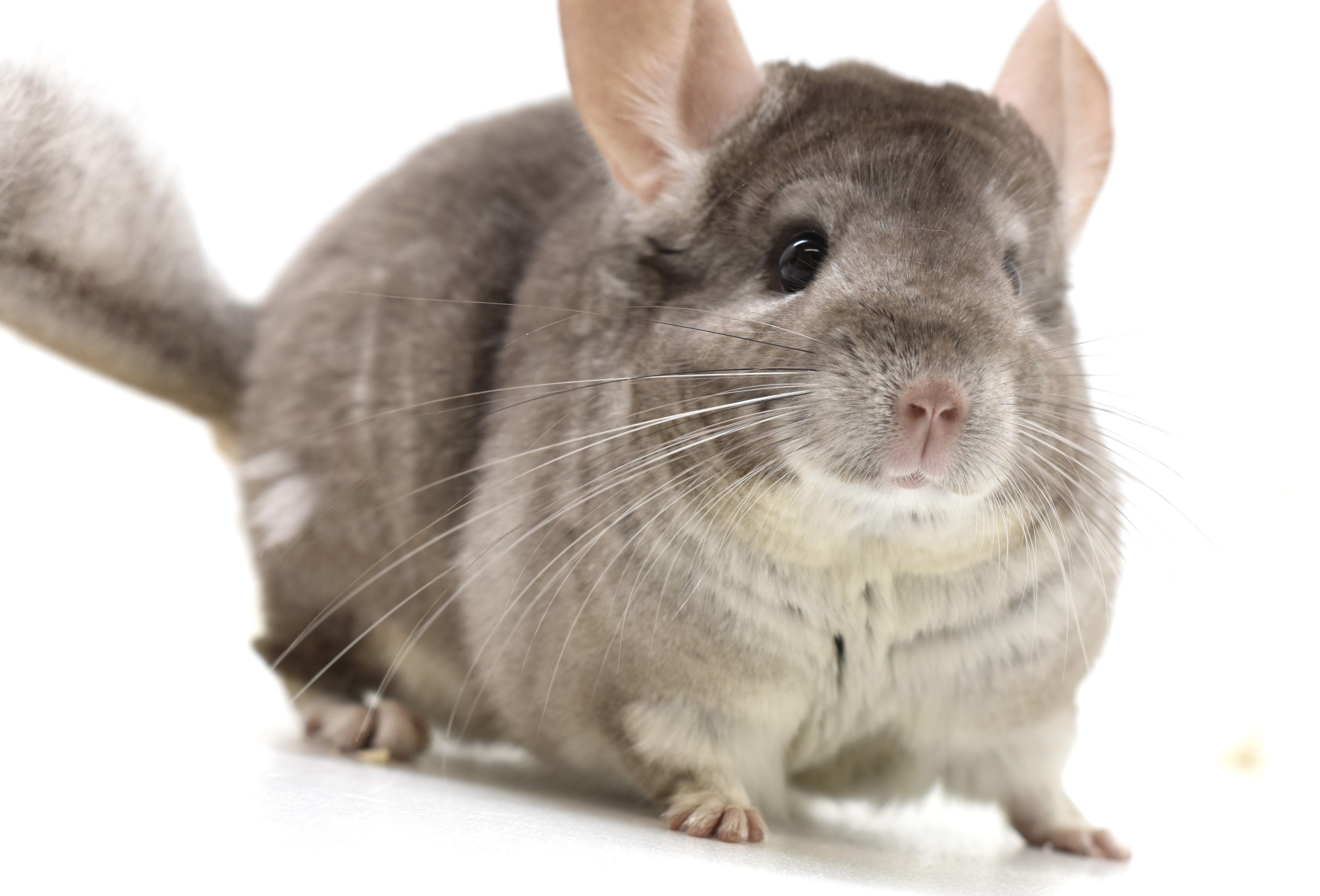 Morticia, a Adoptable Chinchilla in Wolcott, IN image 1/3