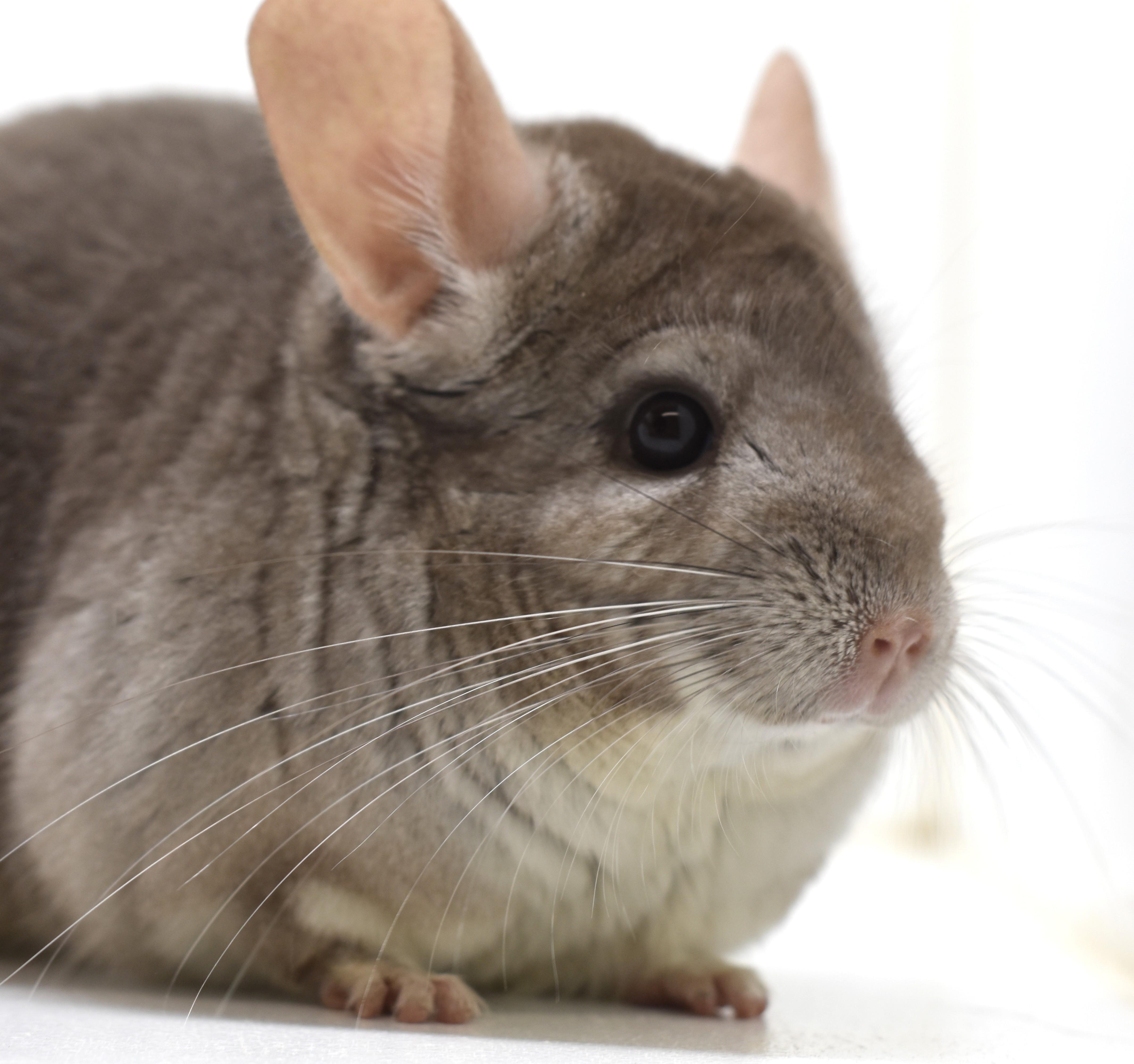 Morticia, a Adoptable Chinchilla in Wolcott, IN image 3/3