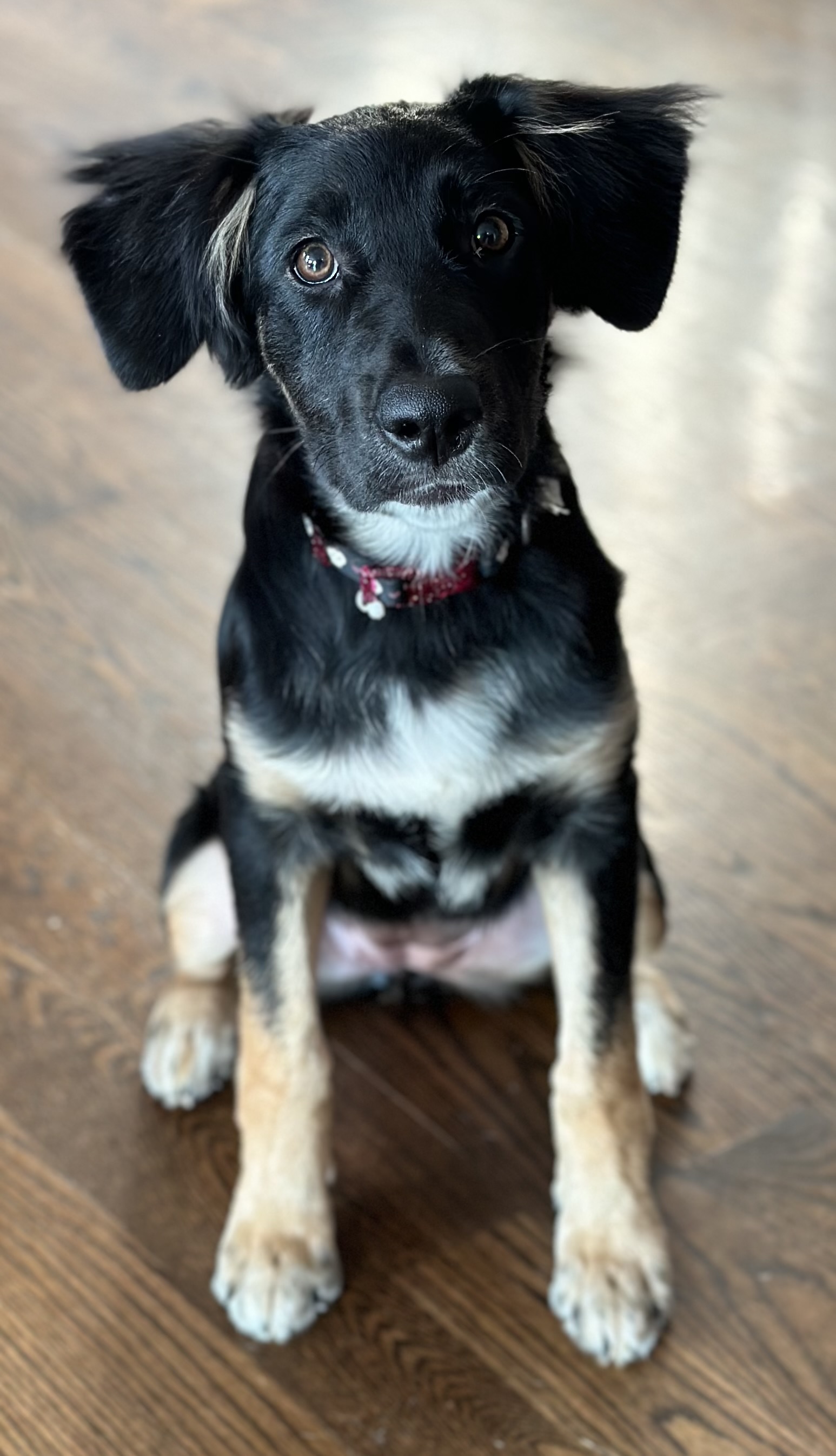 Belinda, an adopted Shepherd in Oswego, IL_image-1