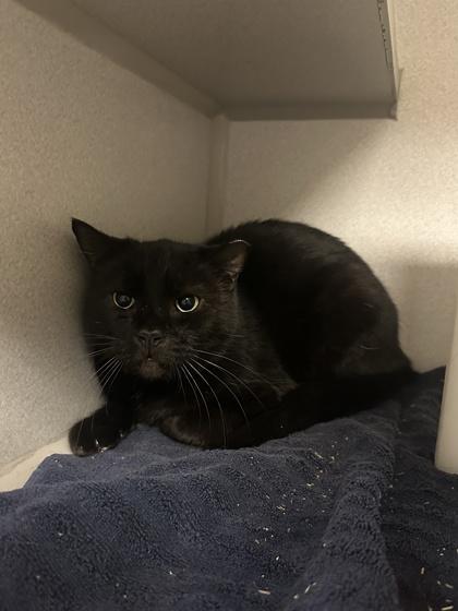 Jim, Adoptable, Senior Male Domestic Short Hair & Domestic Short Hair.