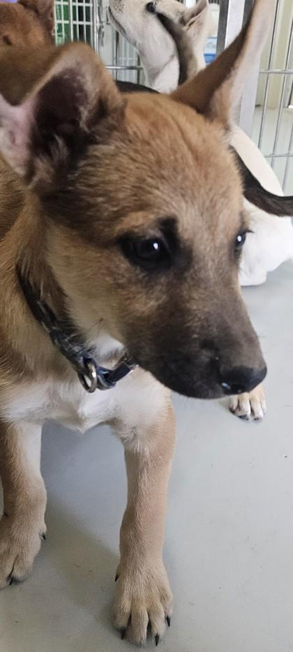 Franklin, Adoptable, Young Male Shepherd & Mixed Breed.
